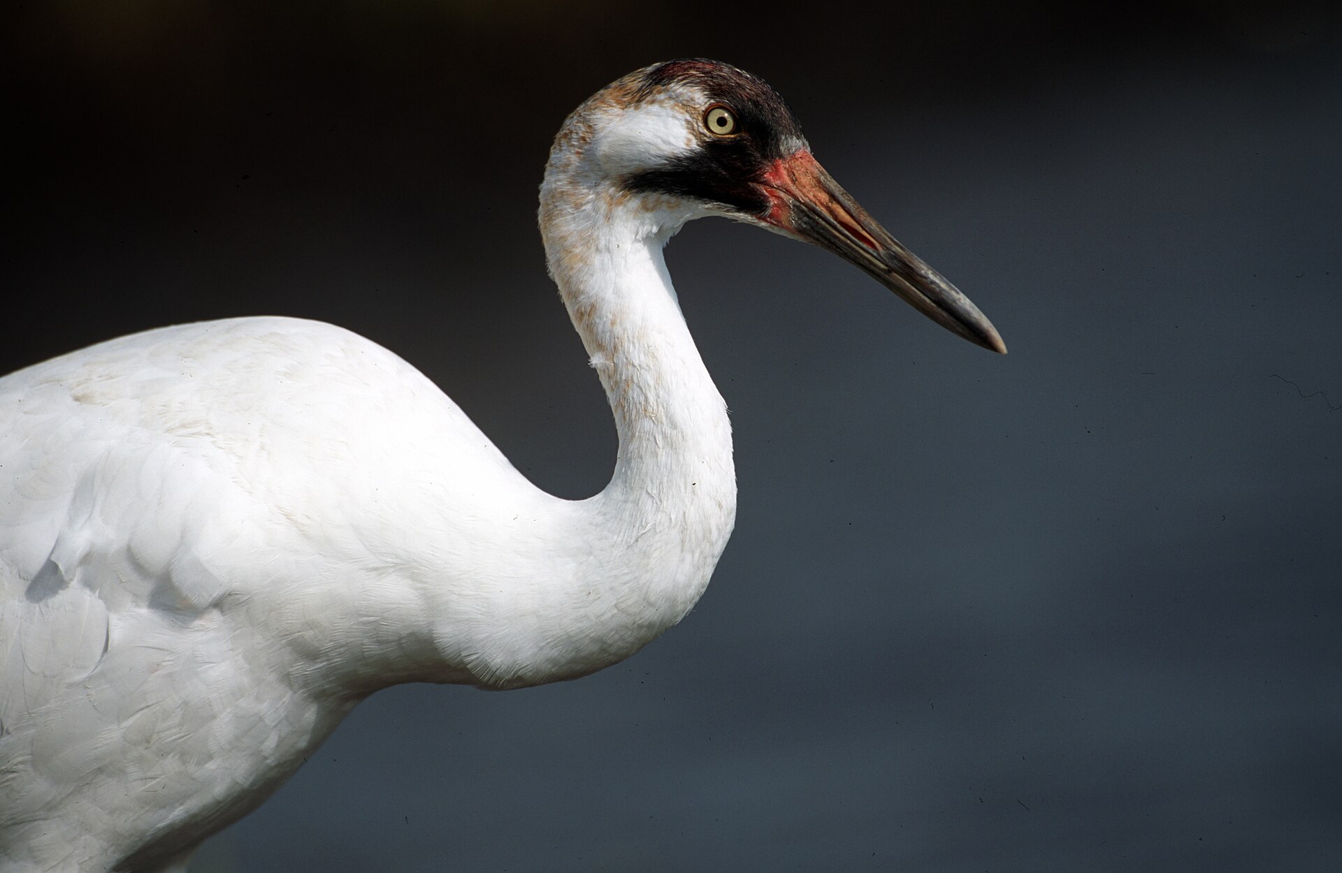 Whooping Crane Profile Whooping Crane Profile ()