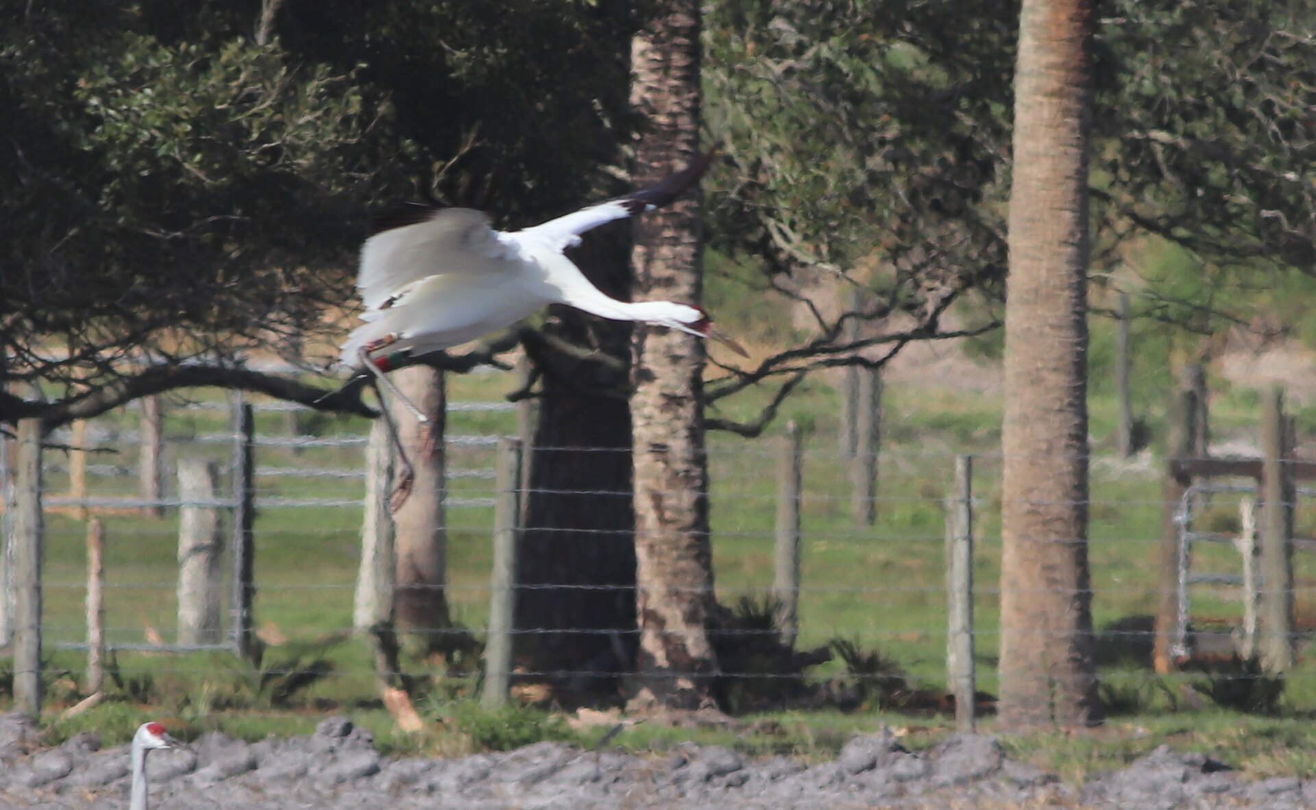 Whooping Crane ()
