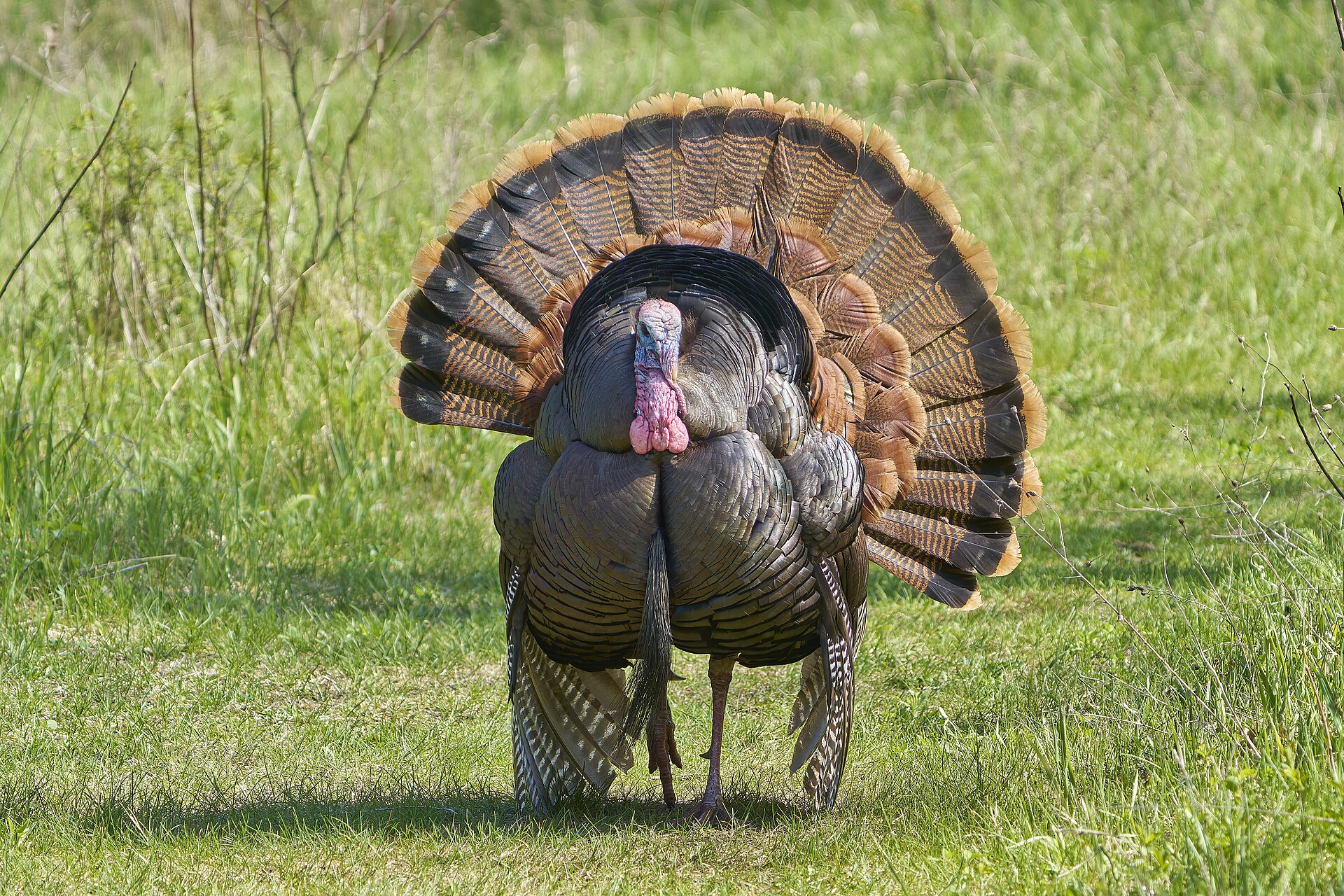 Wild Turkey Wild Turkey (Meleagris gallopavo)