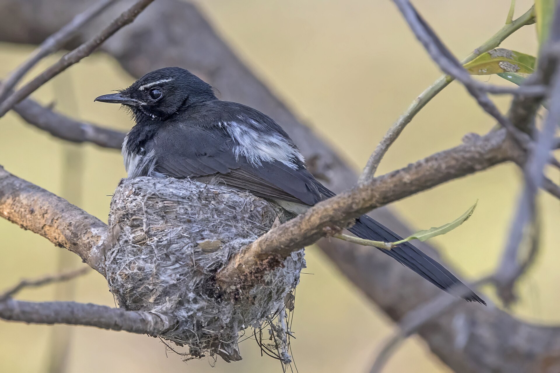 Willie Wagtail Willie Wagtail (Rhipidura leucophrys)