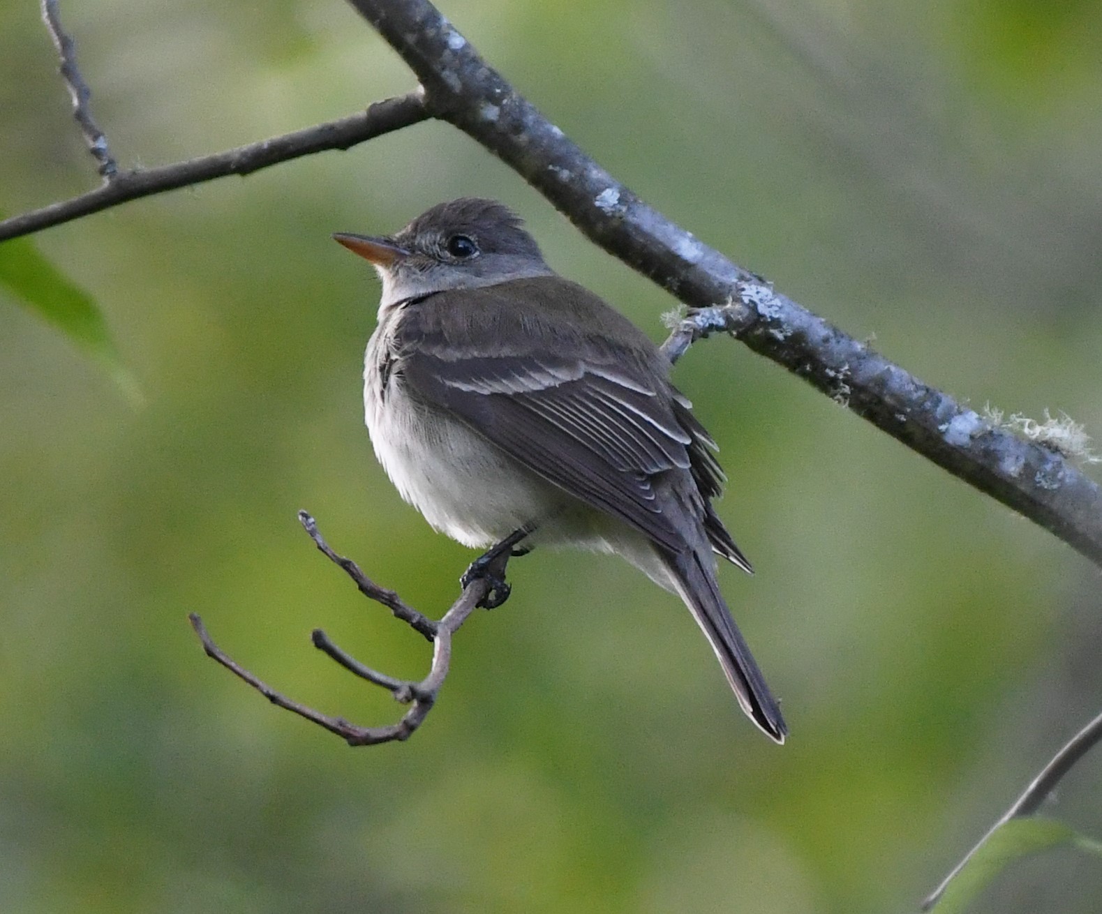 Willow Flycatcher Habitat Willow Flycatcher Habitat ()