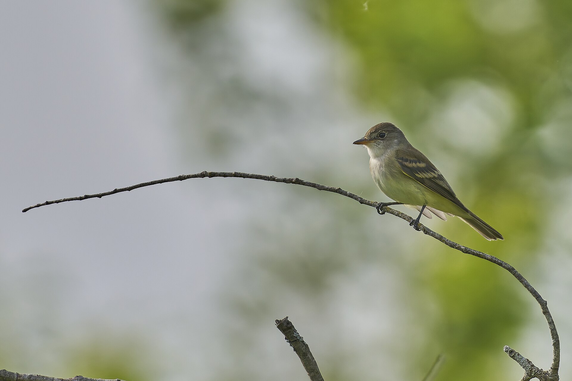 Willow Flycatcher ()