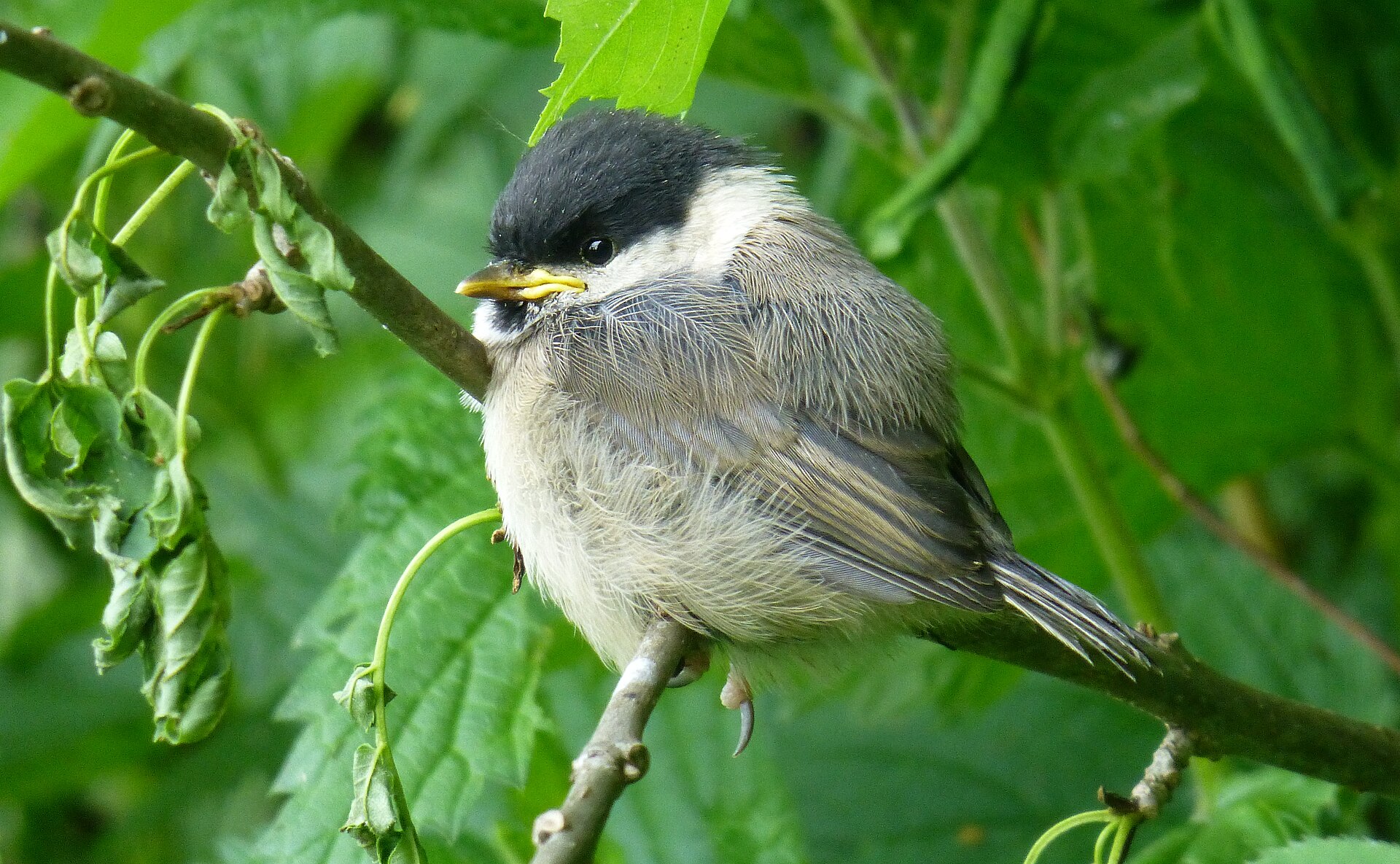 Willow Tit (Poecile montanus)