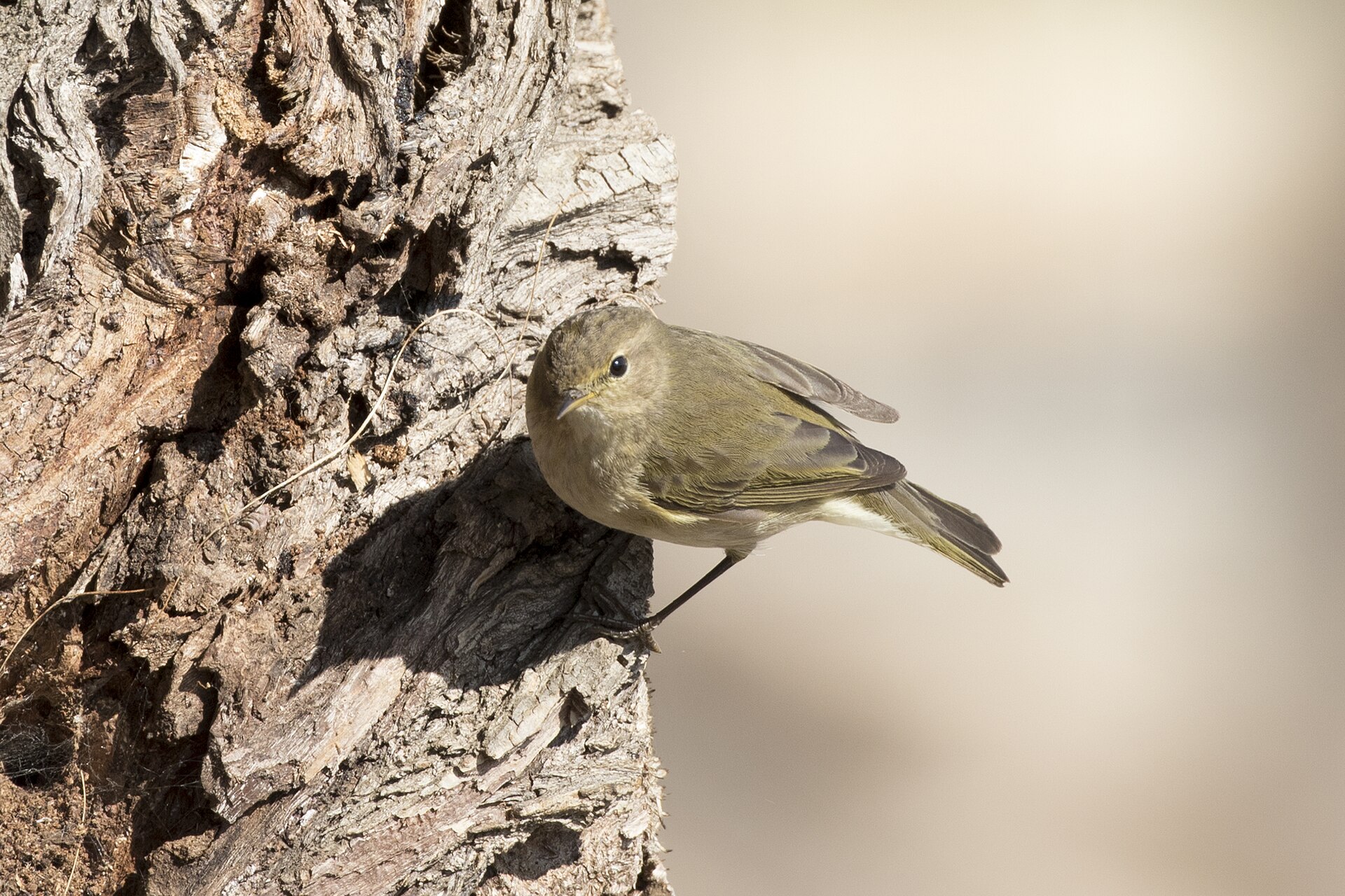 Willow Warbler Willow Warbler (Phylloscopus trochilus)