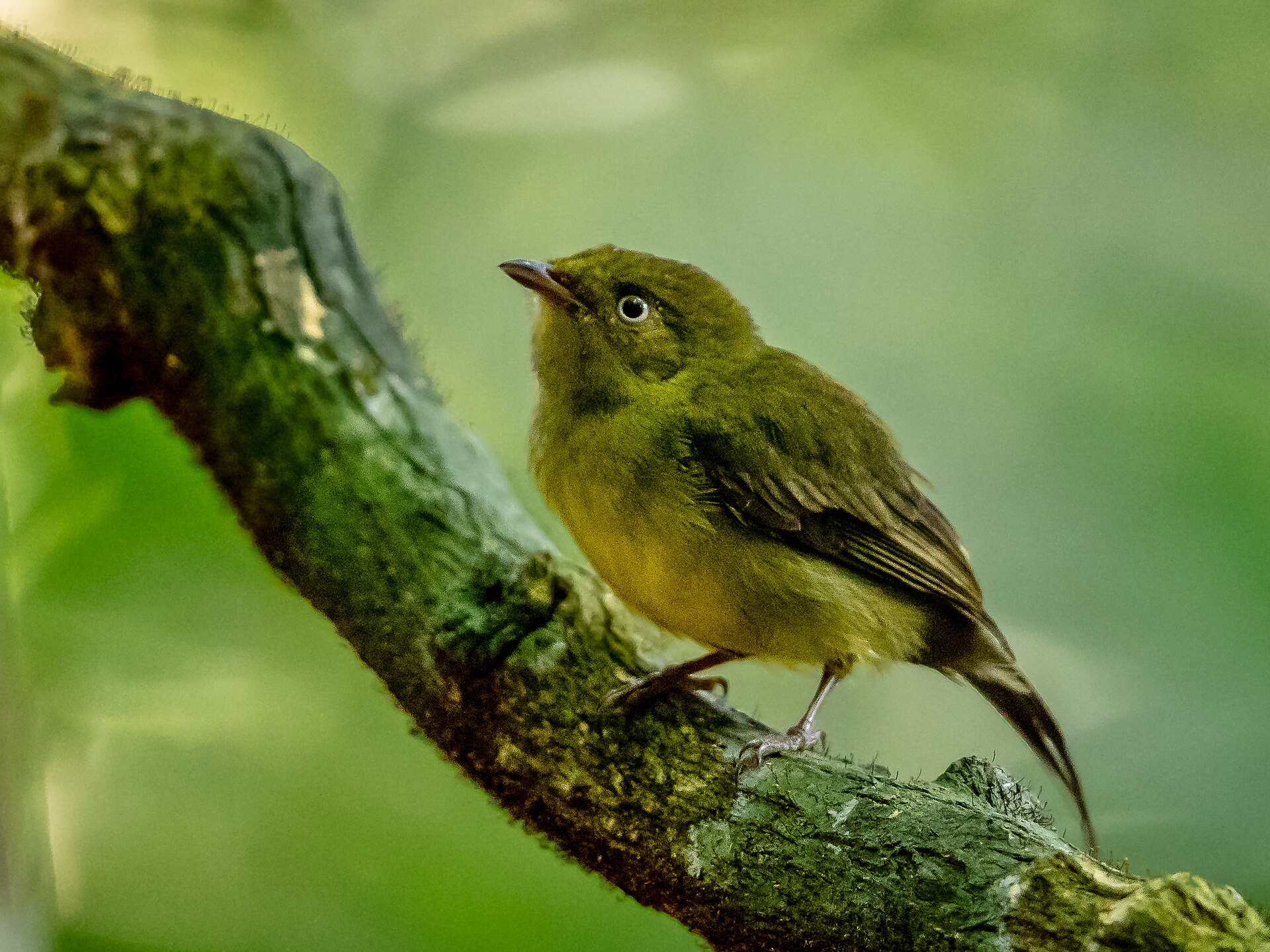 Wire-tailed Manakin ()