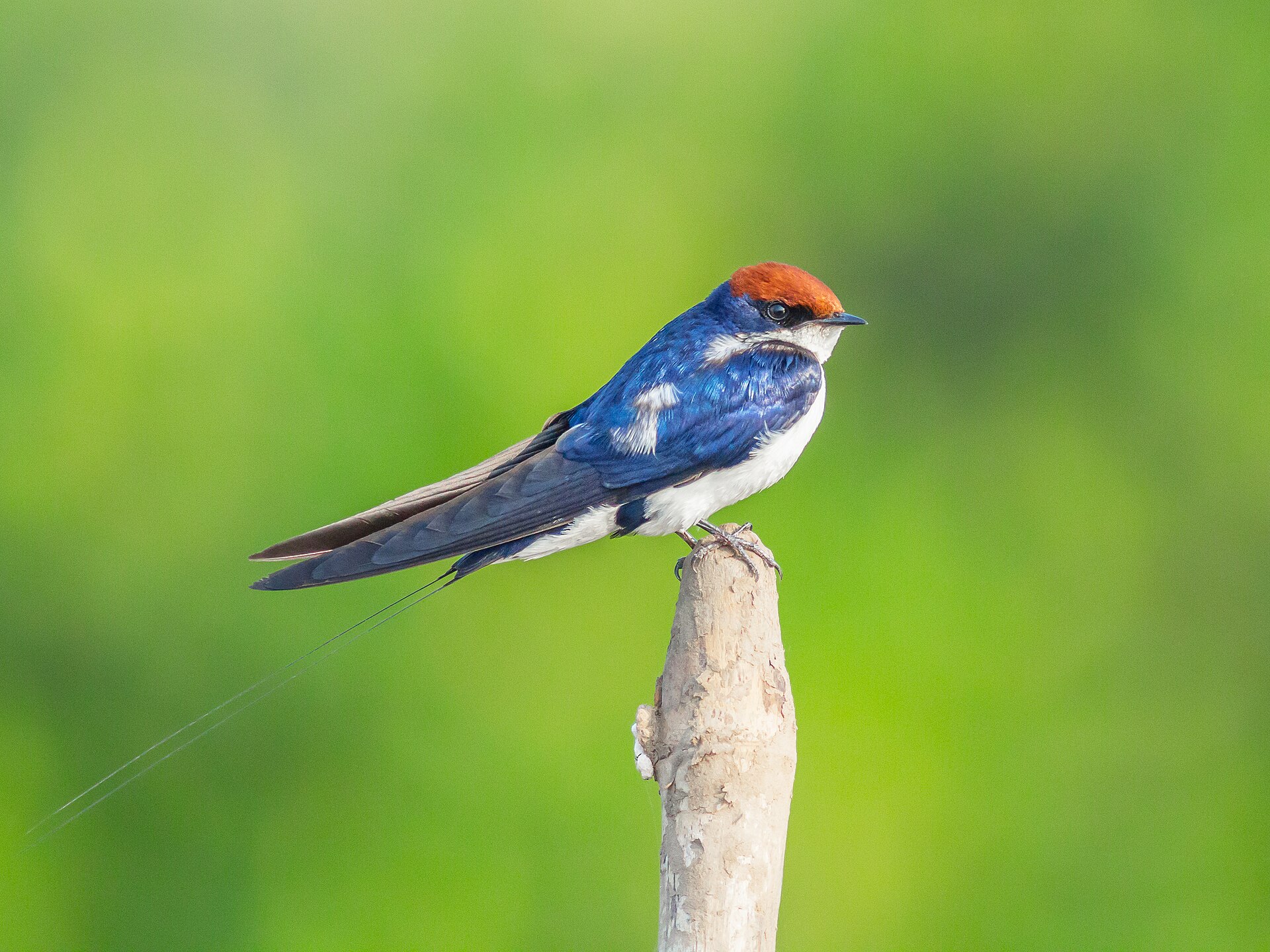 Wire-Tailed Swallow (Hirundo smithii)