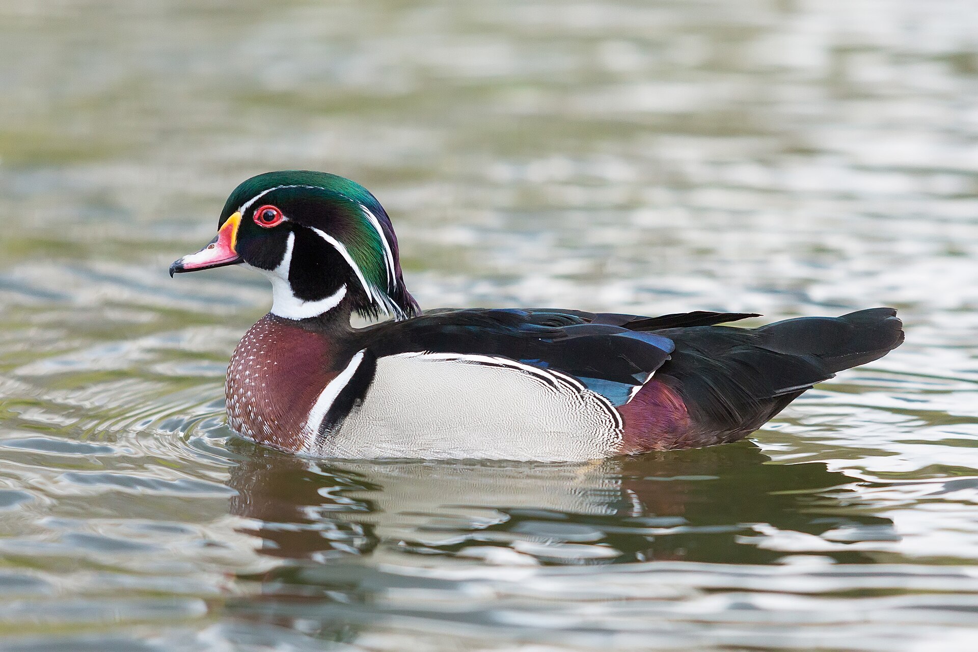 Wood Duck Feature ()