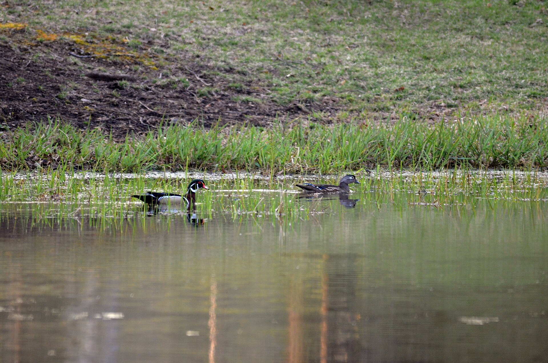 Wood Duck Habitat ()