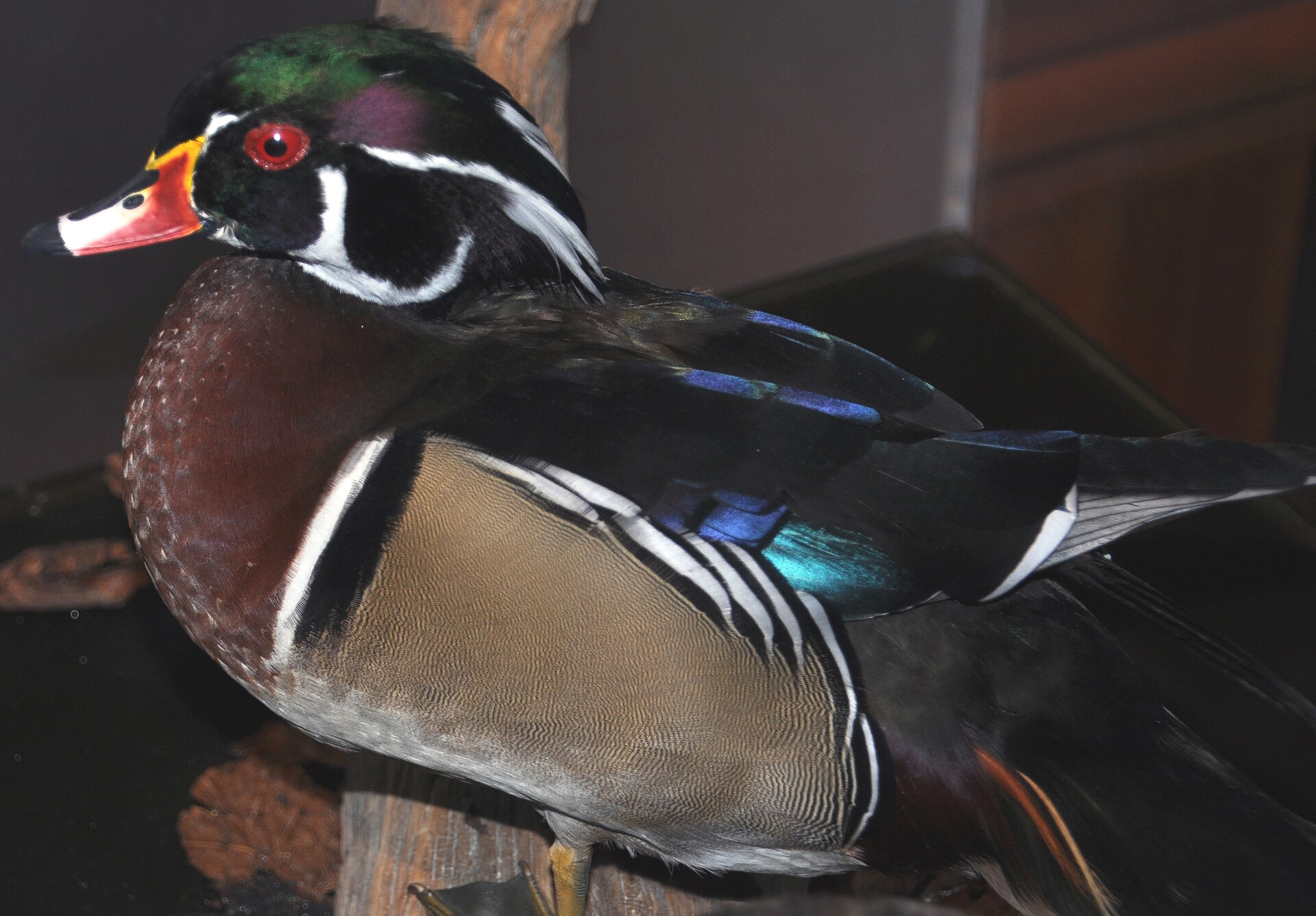 Wood Duck Variety Wood Duck Variety ()