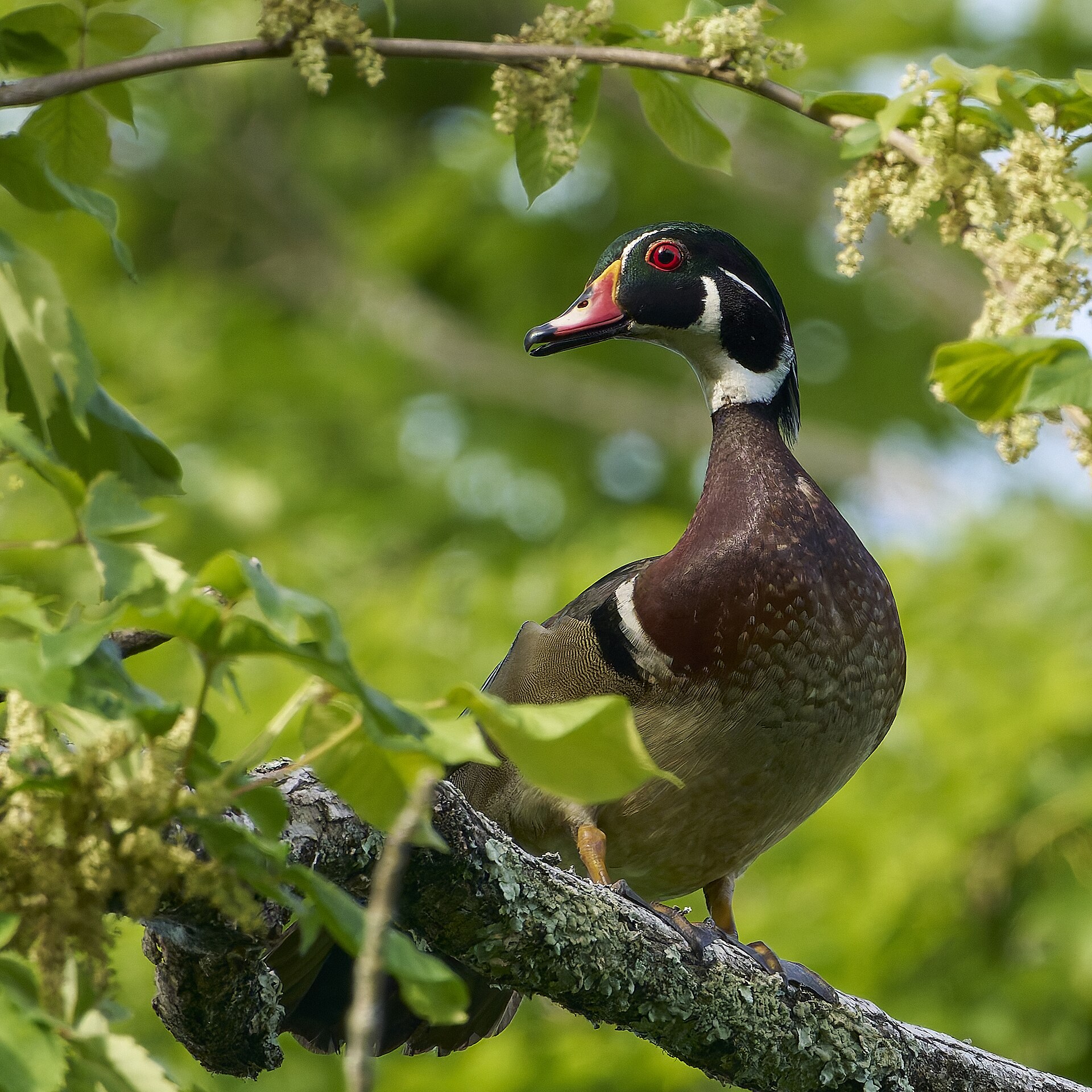 Wood Duck Wood Duck (Aix sponsa)