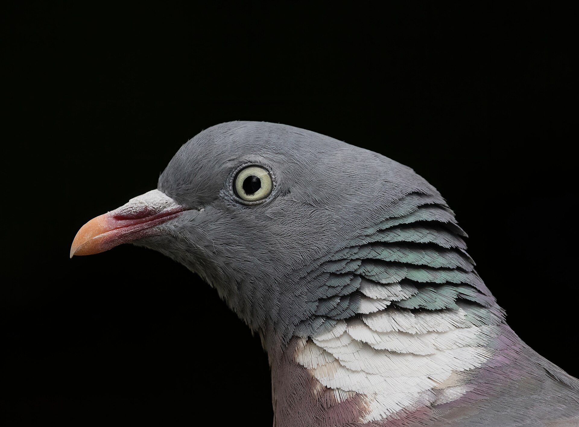 Wood Pigeon Feature Wood Pigeon Feature ()