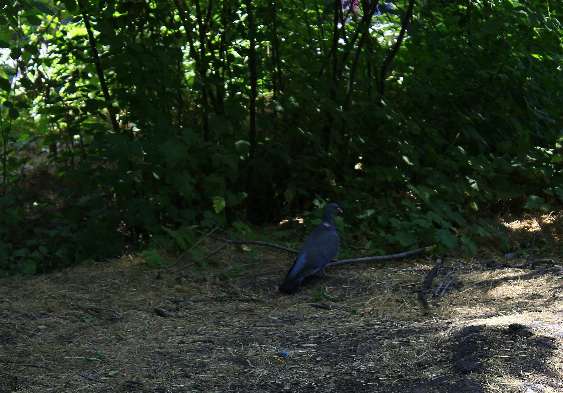 Wood Pigeon Wood Pigeon ()