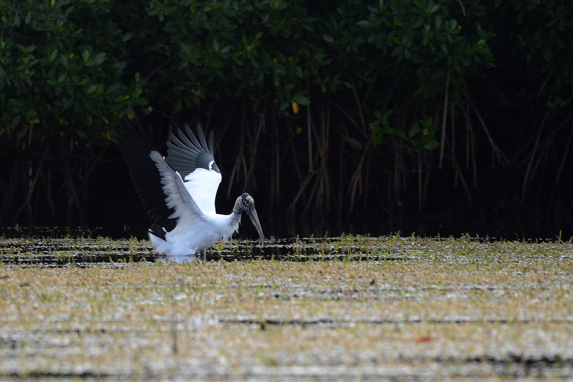 Wood Stork (Mycteria americana)