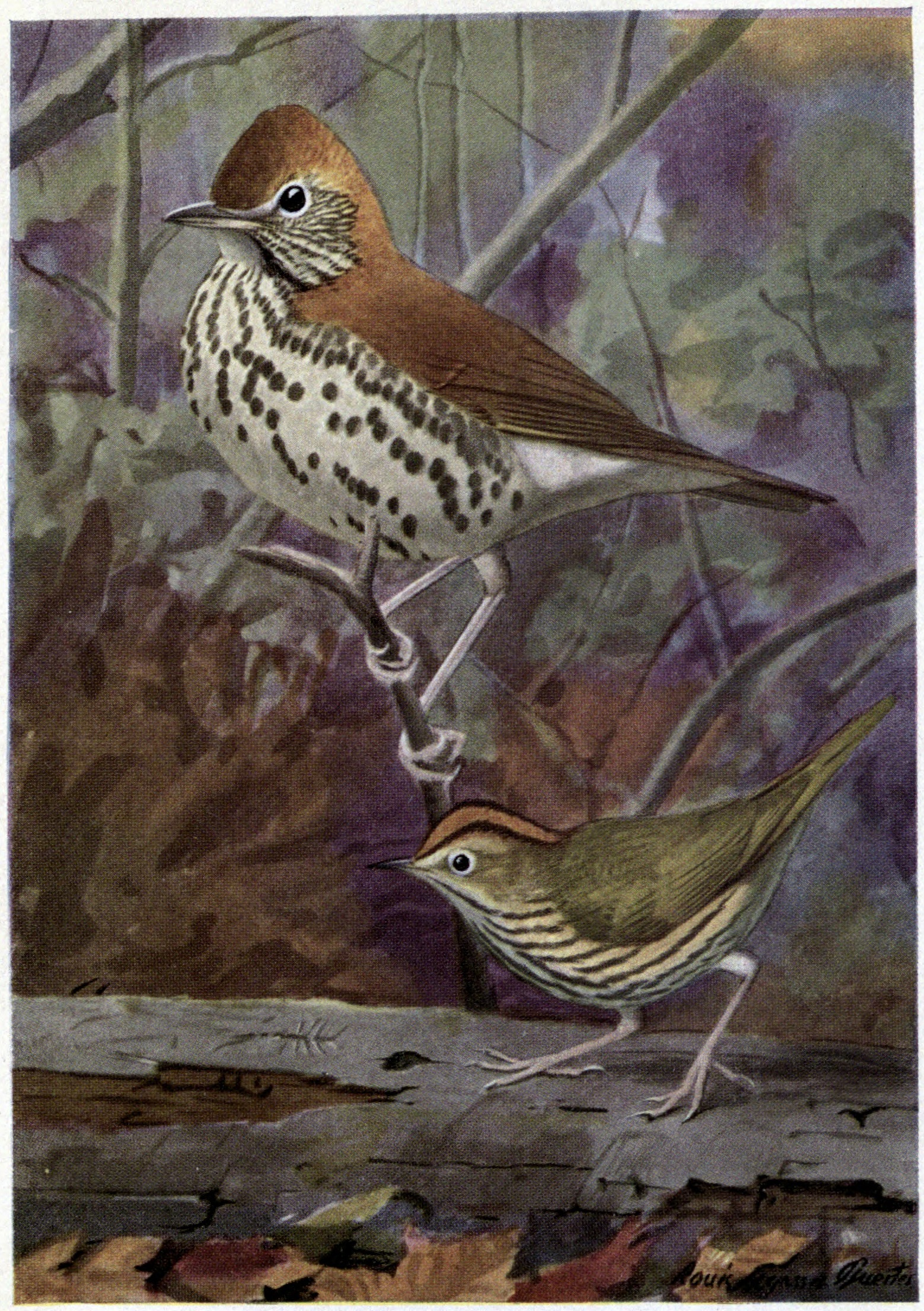 Wood Thrush Melody ()
