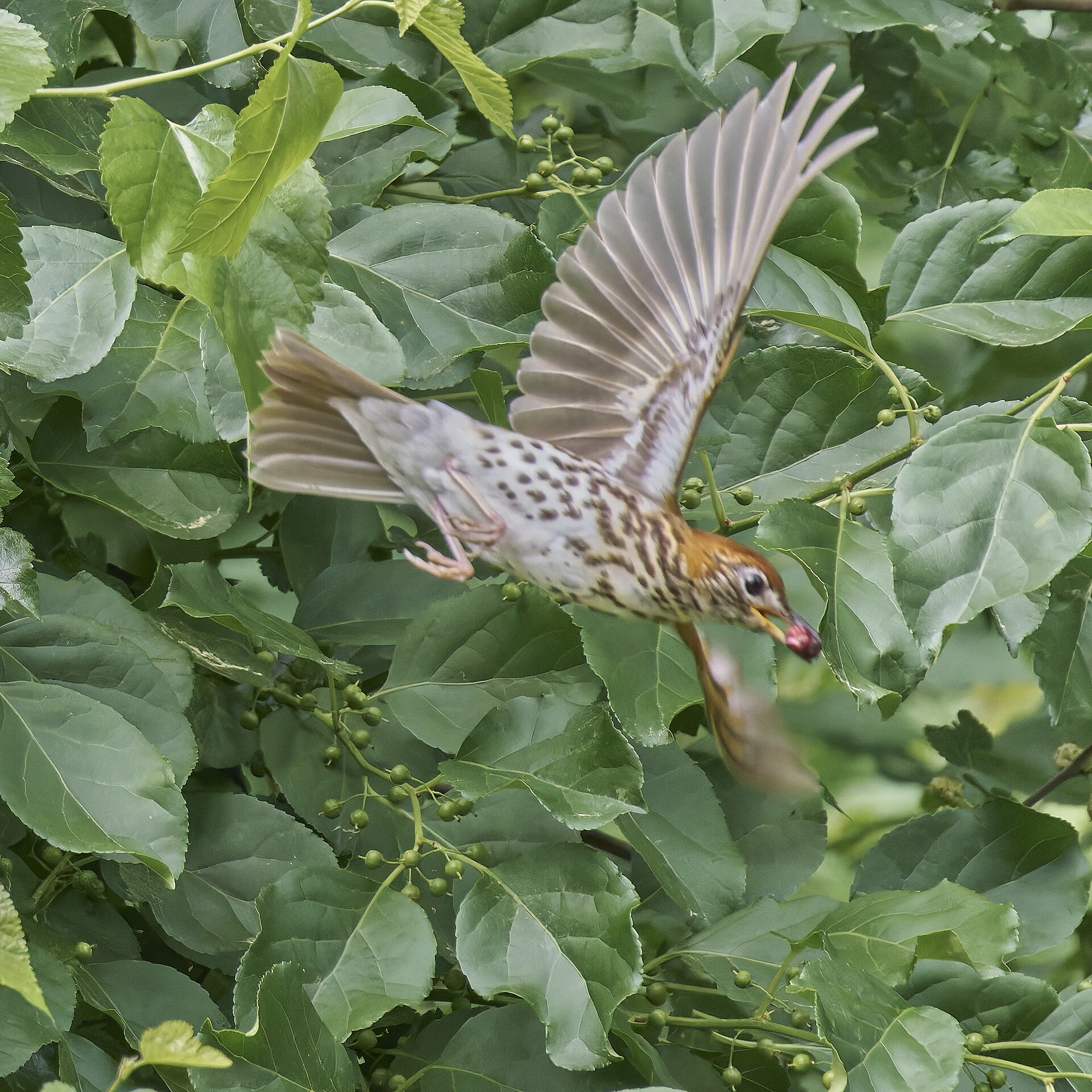 Wood Thrush (Hylocichla mustelina)