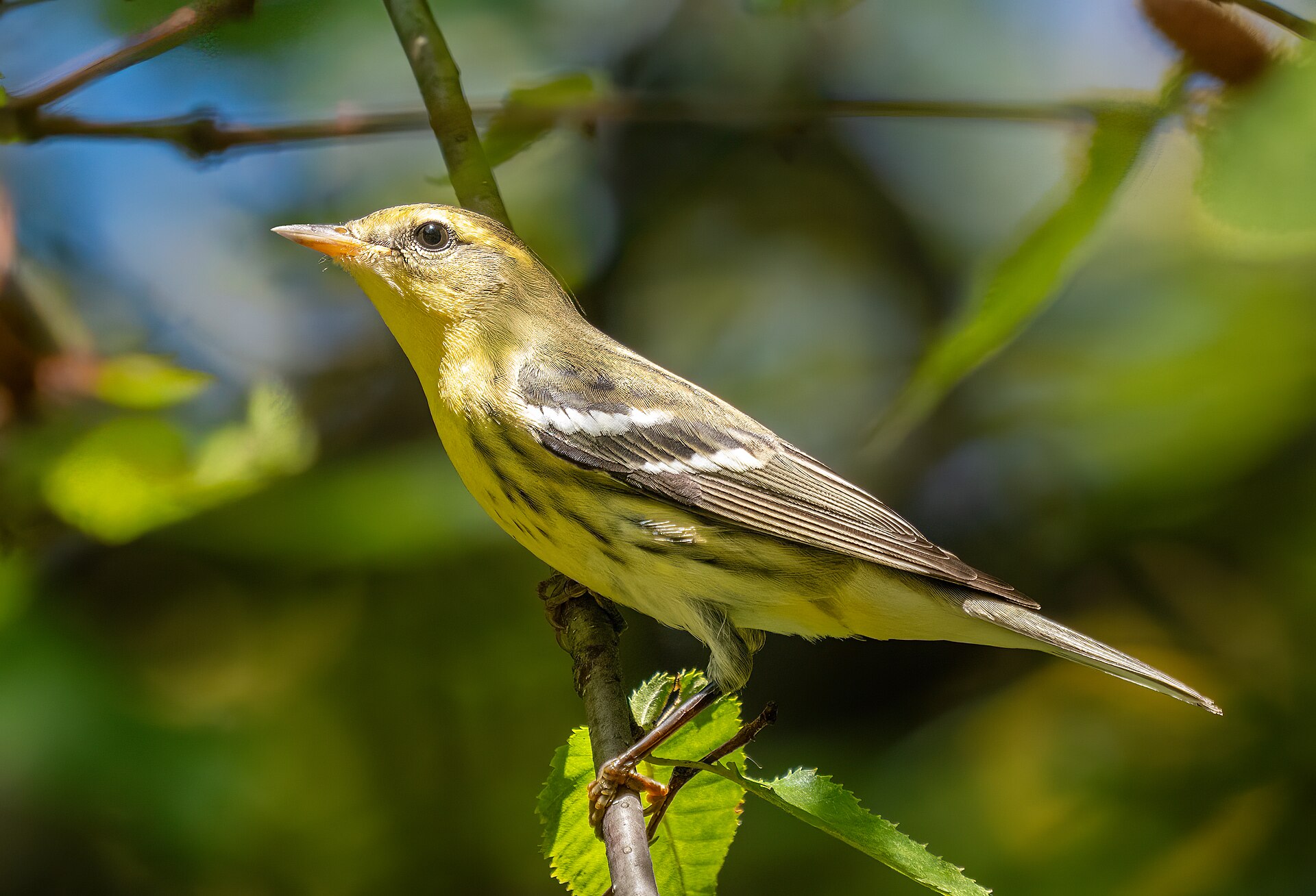 Wood-Warbler Wood-Warbler (Phylloscopus sibilatrix)