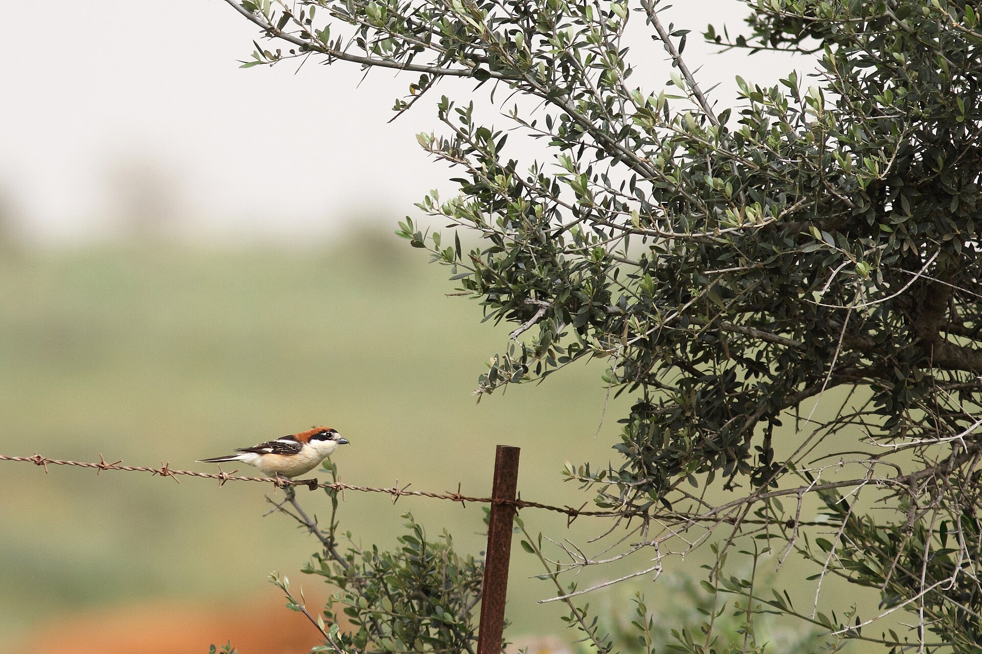 Woodchat Shrike ()