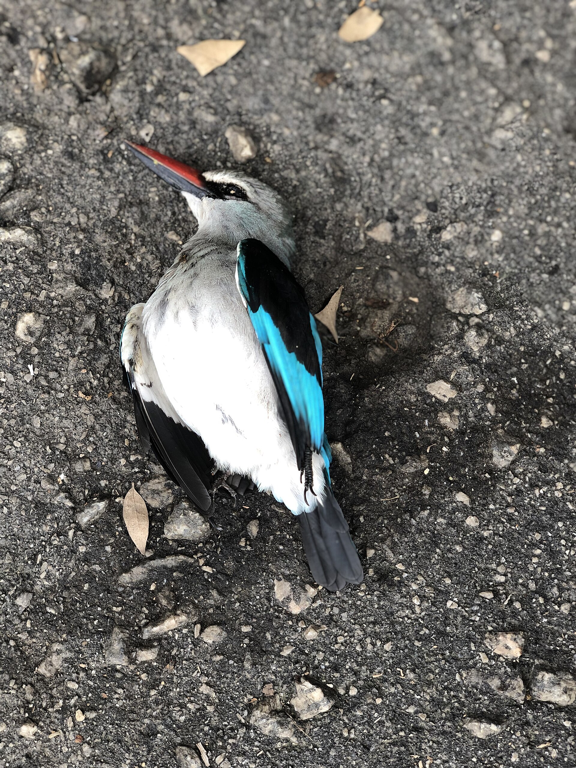 Woodland Kingfisher (Halcyon senegalensis)