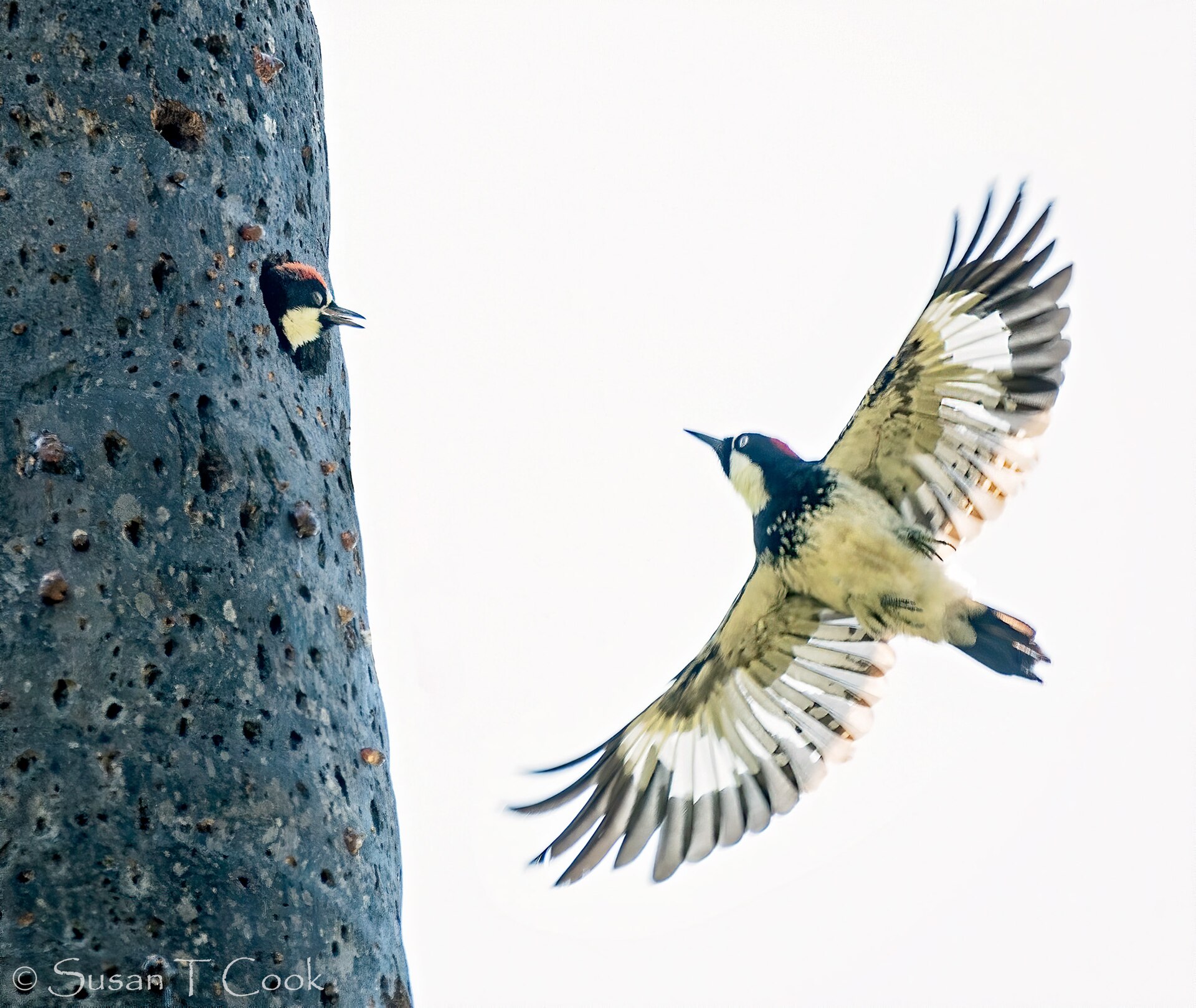 Woodpecker ()