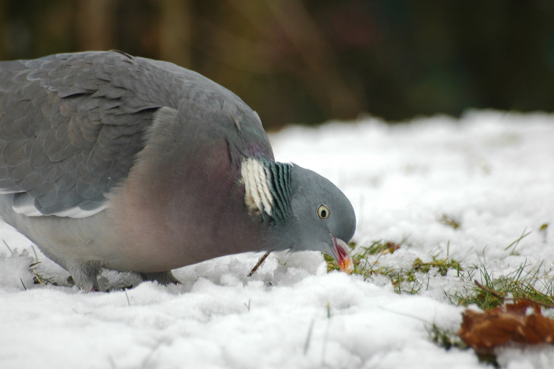 Woodpigeon ()