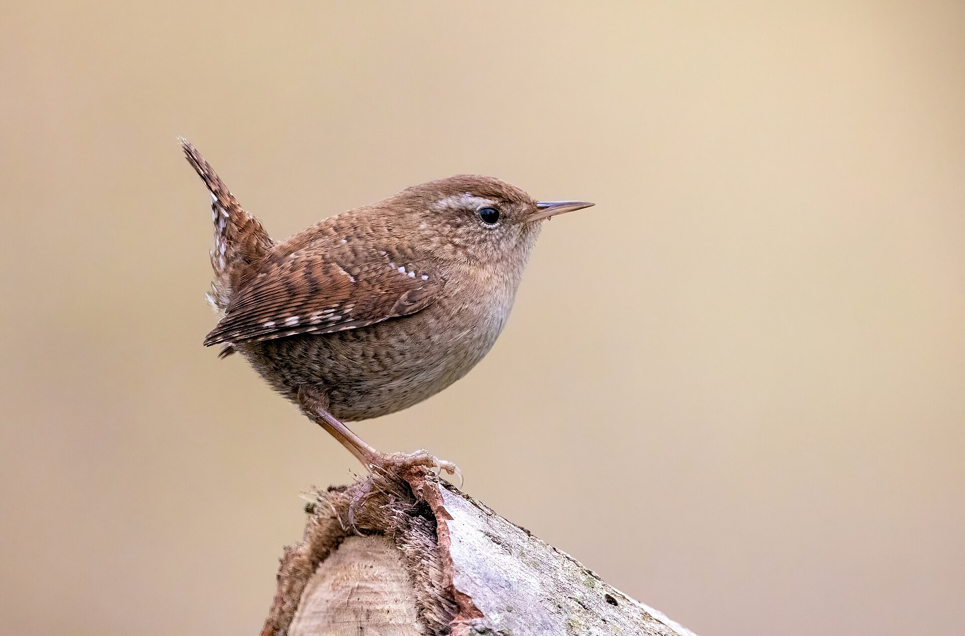 Wren Wren (Troglodytes troglodytes)