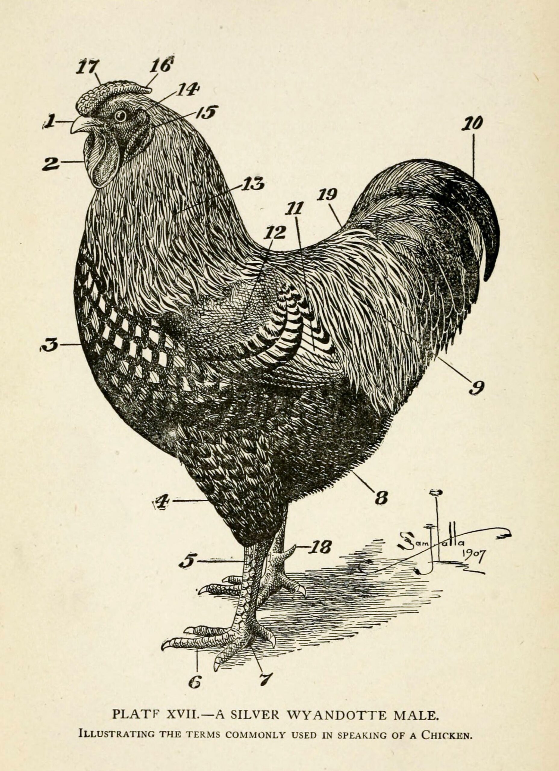 Wyandotte Chicken ()