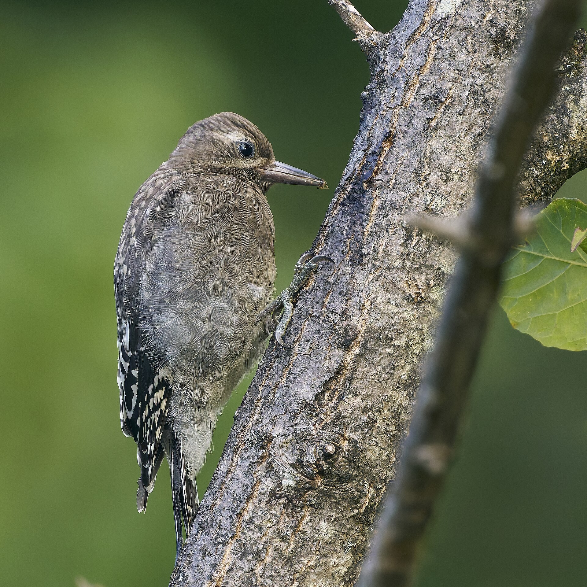 Yellow-bellied Sapsucker (Sphyrapicus varius)
