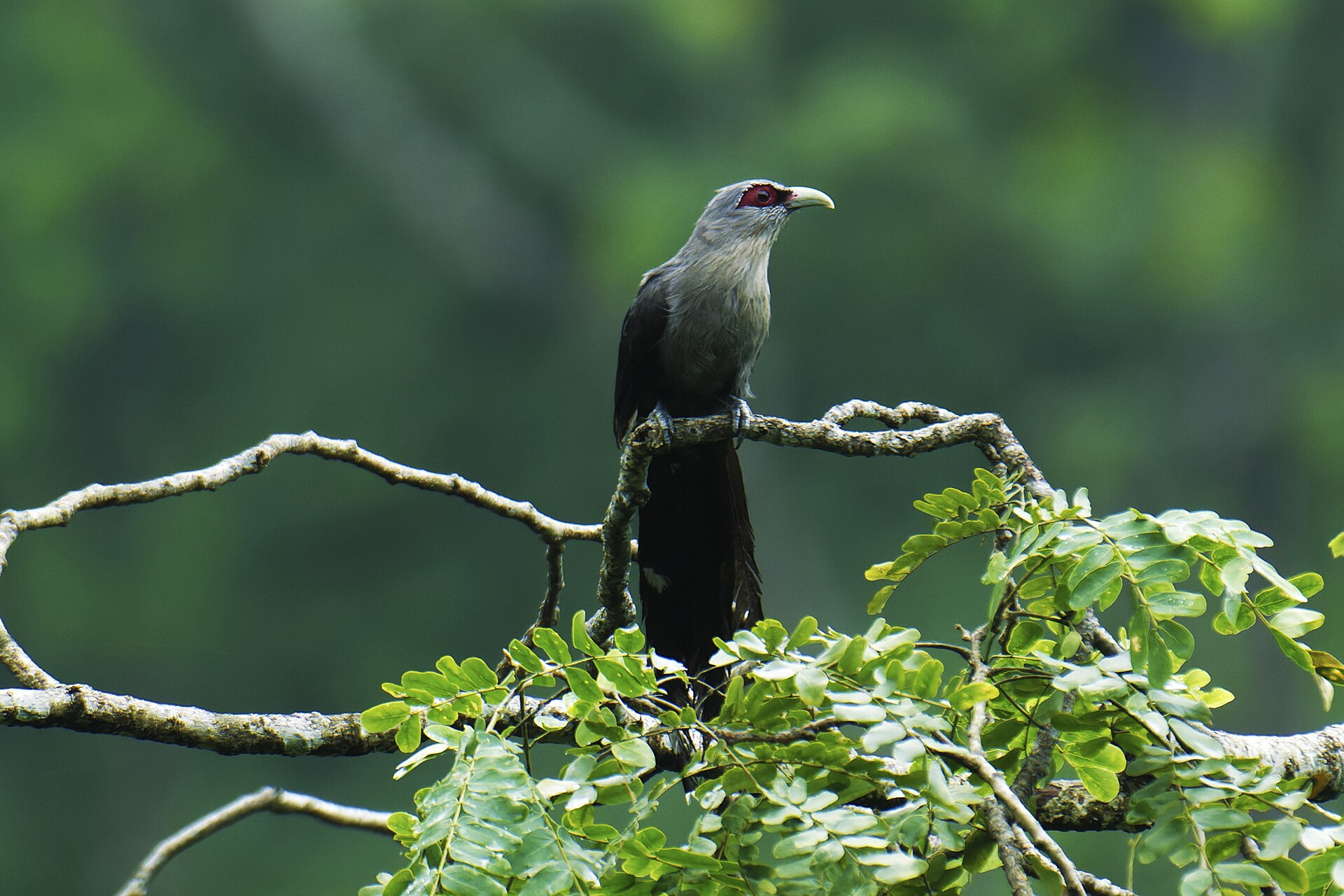 Yellow-billed Cuckoo Habitat Yellow-billed Cuckoo Habitat ()