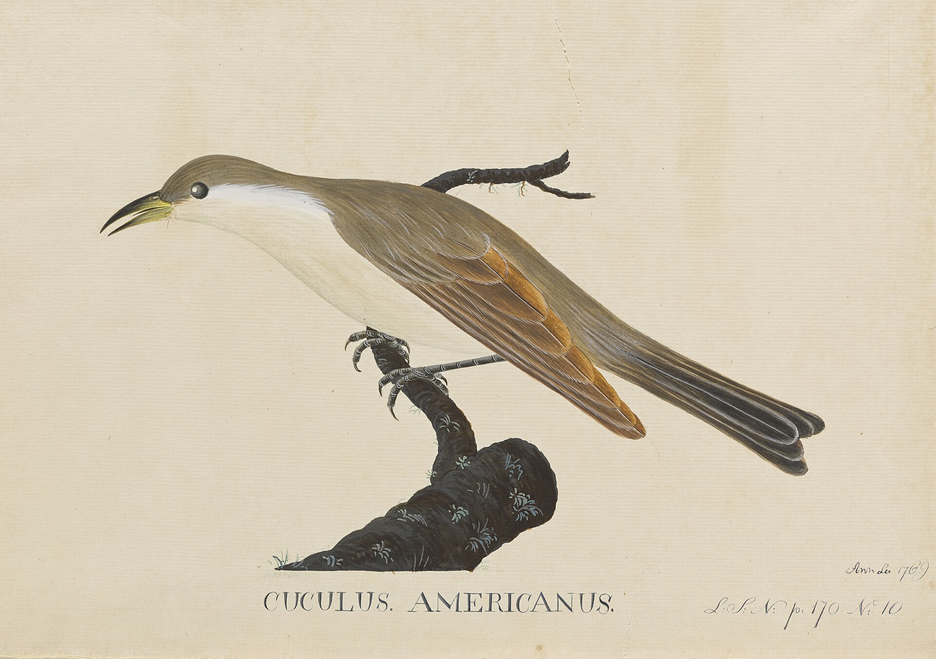 Yellow-billed Cuckoo (Coccyzus americanus)