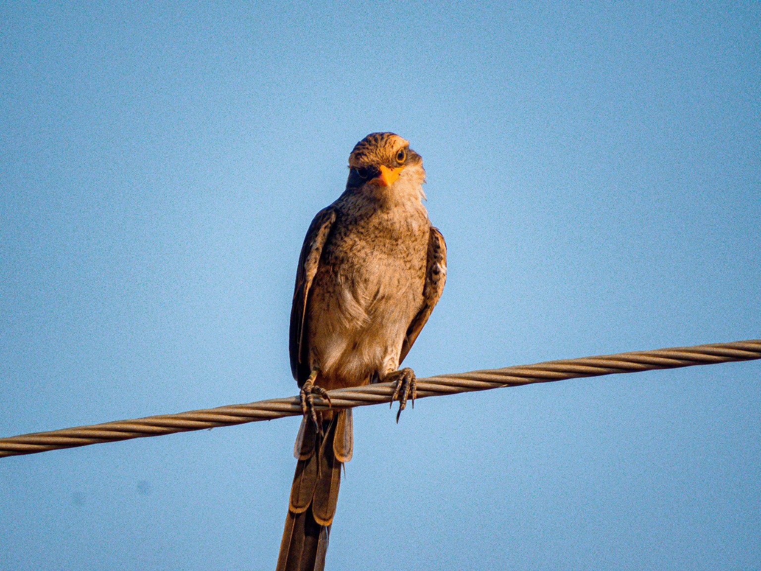 Yellow-billed Shrike (Corvinella corvina)