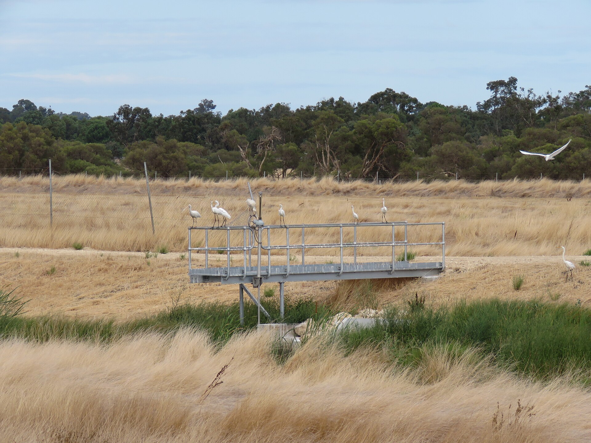 Yellow-billed Spoonbill (Platalea flavipes)