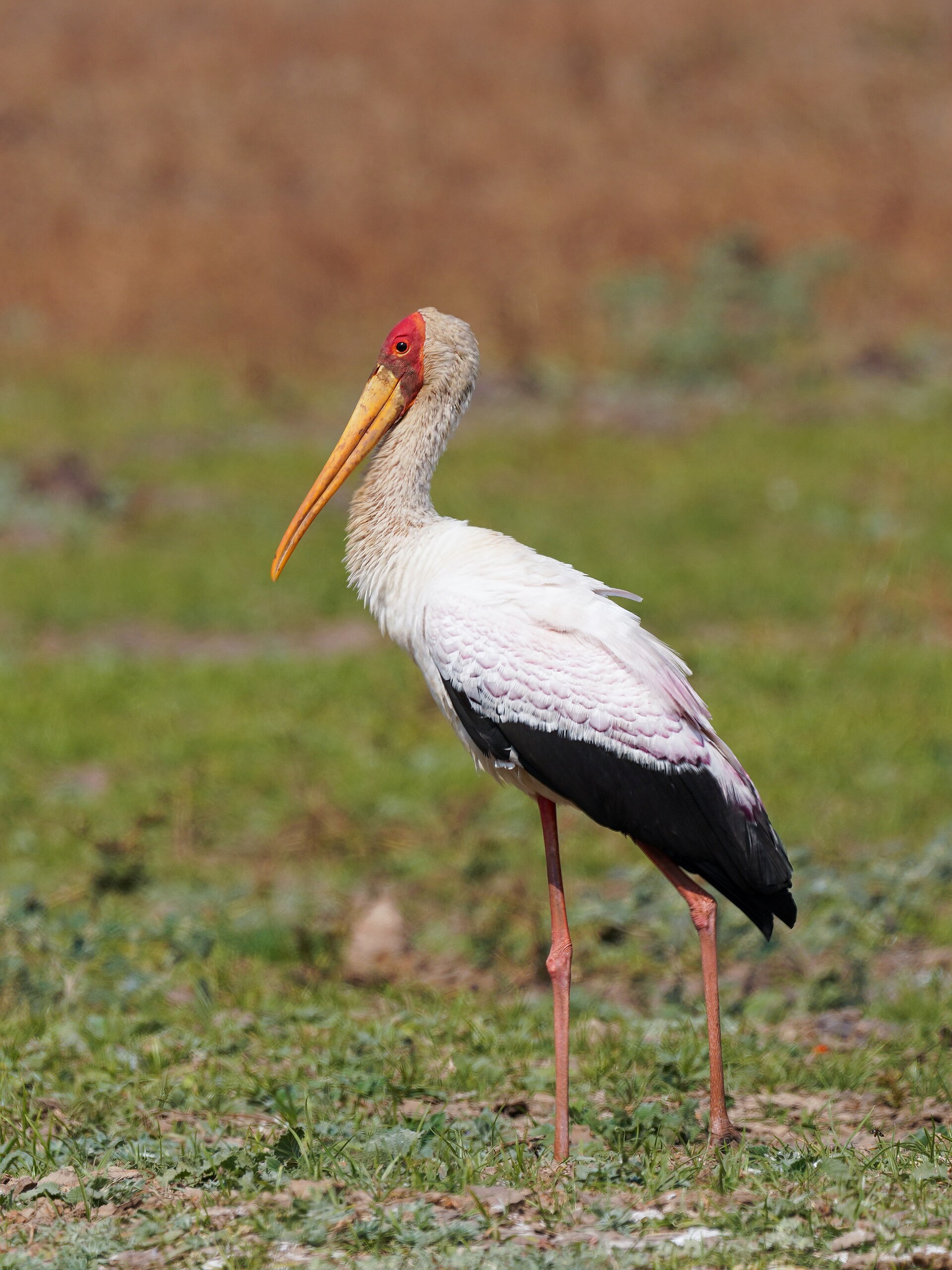 Yellow-billed Stork Yellow-billed Stork (Mycteria ibis)