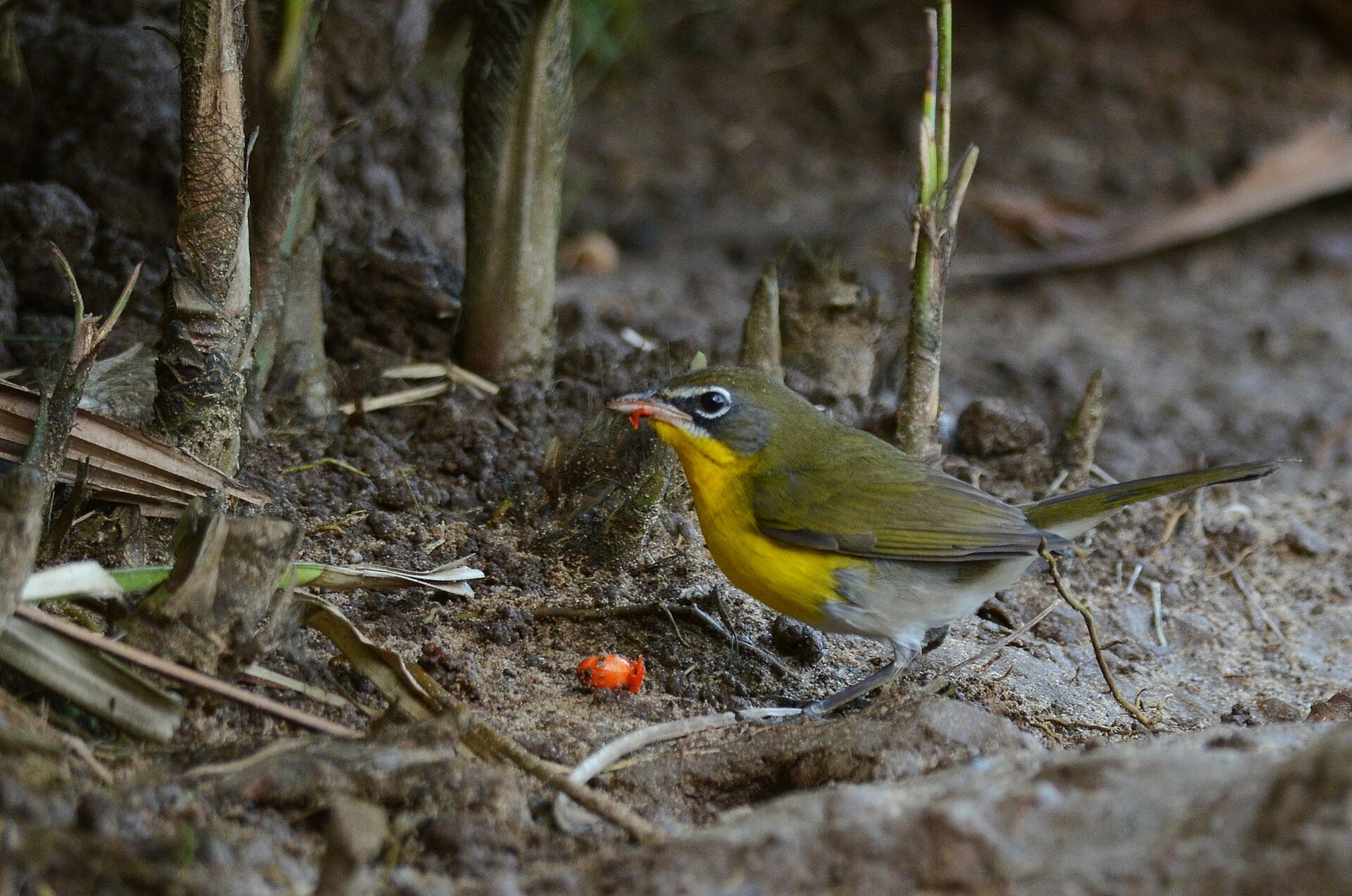 Yellow-breasted Chat ()