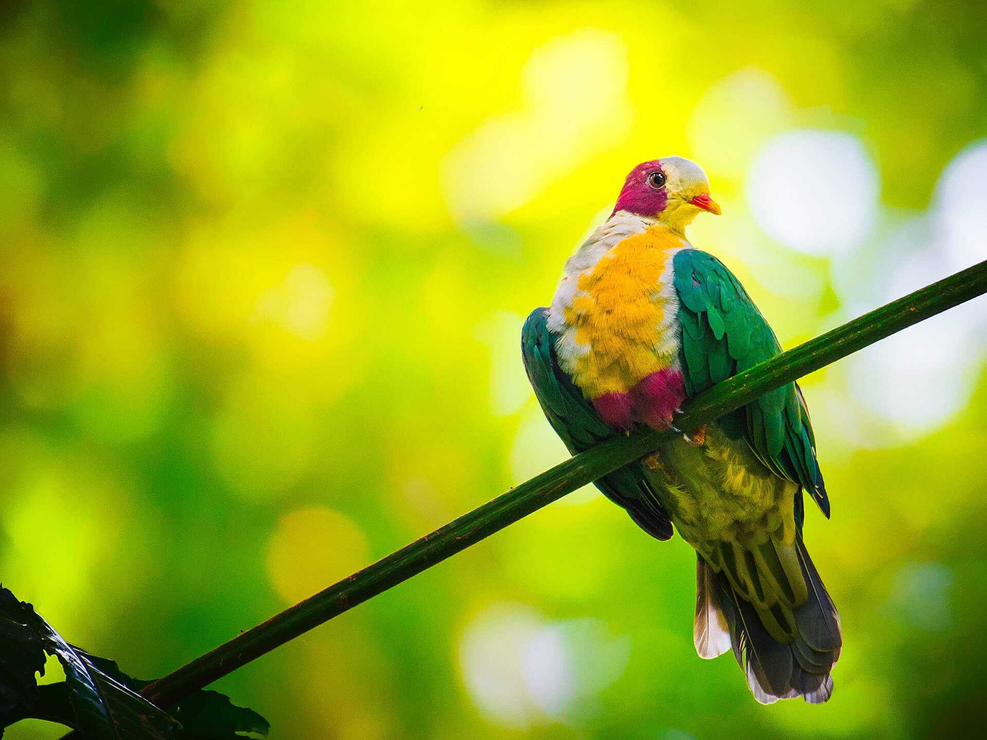 Yellow-breasted Fruit Dove Yellow-breasted Fruit Dove ()