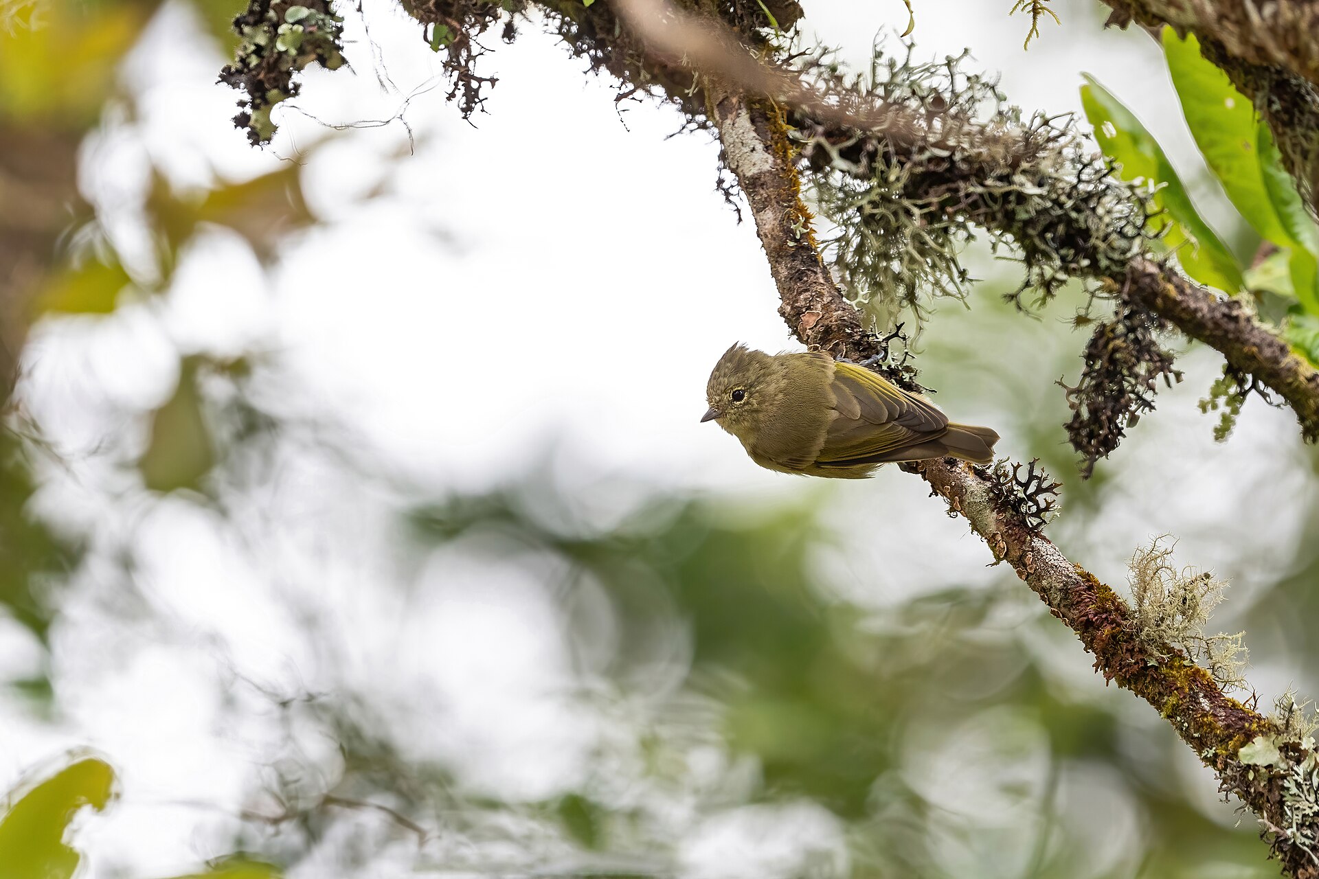 Yellow-browed Tit ()