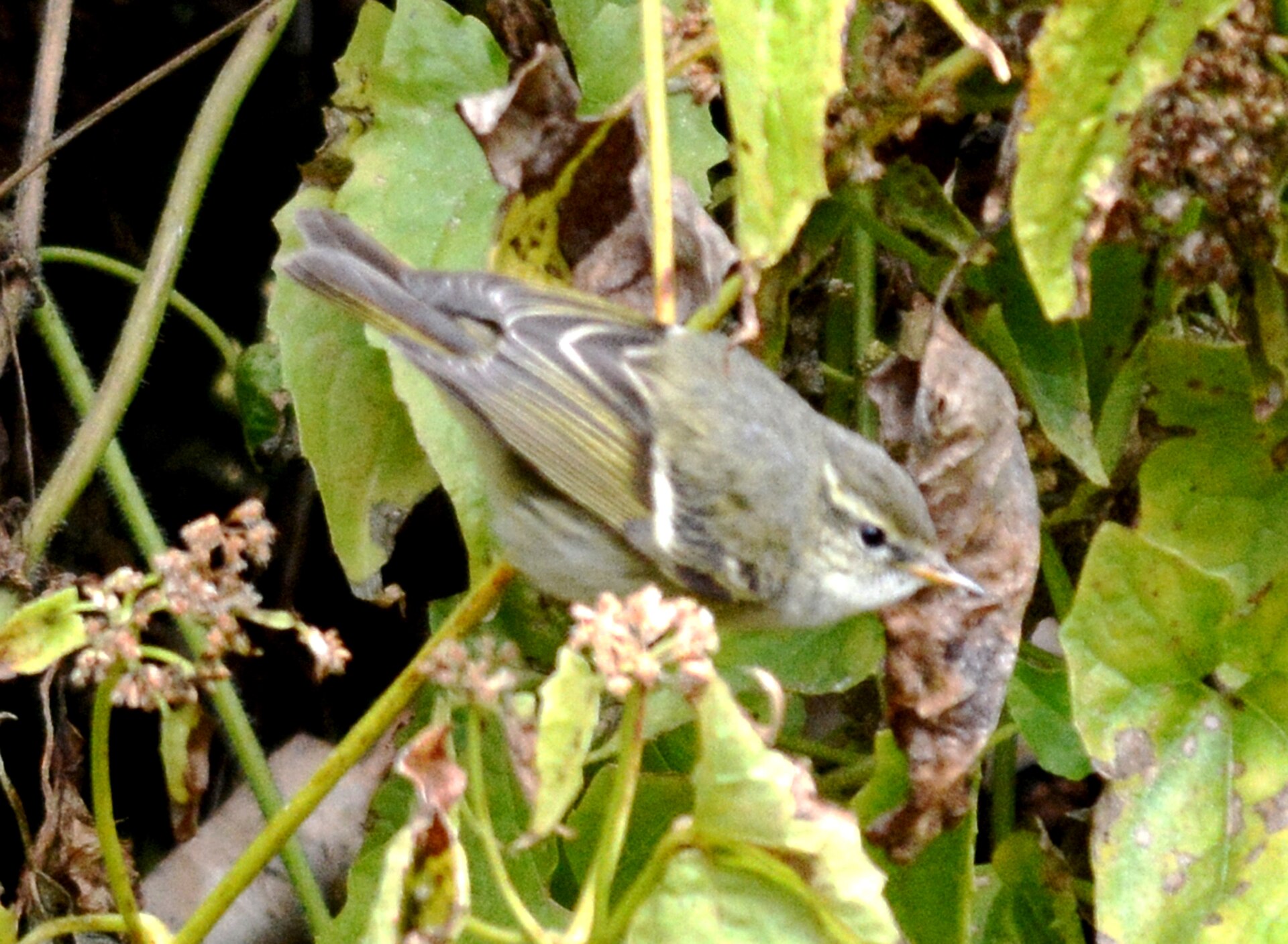 Yellow-browed Warbler (Phylloscopus inornatus)