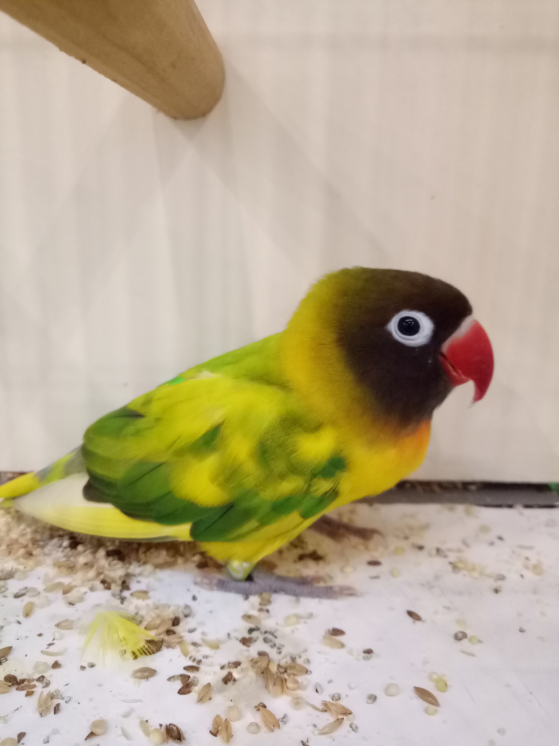Yellow-collared Lovebird (Agapornis personata)