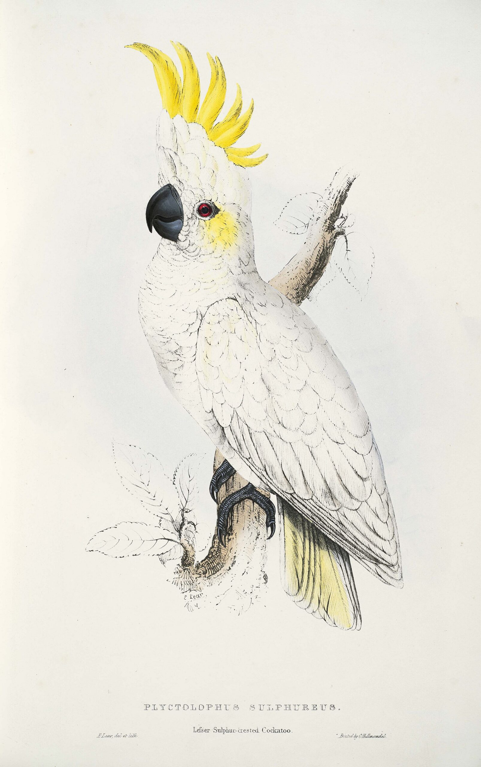 Yellow-crested Cockatoo Yellow-crested Cockatoo ()