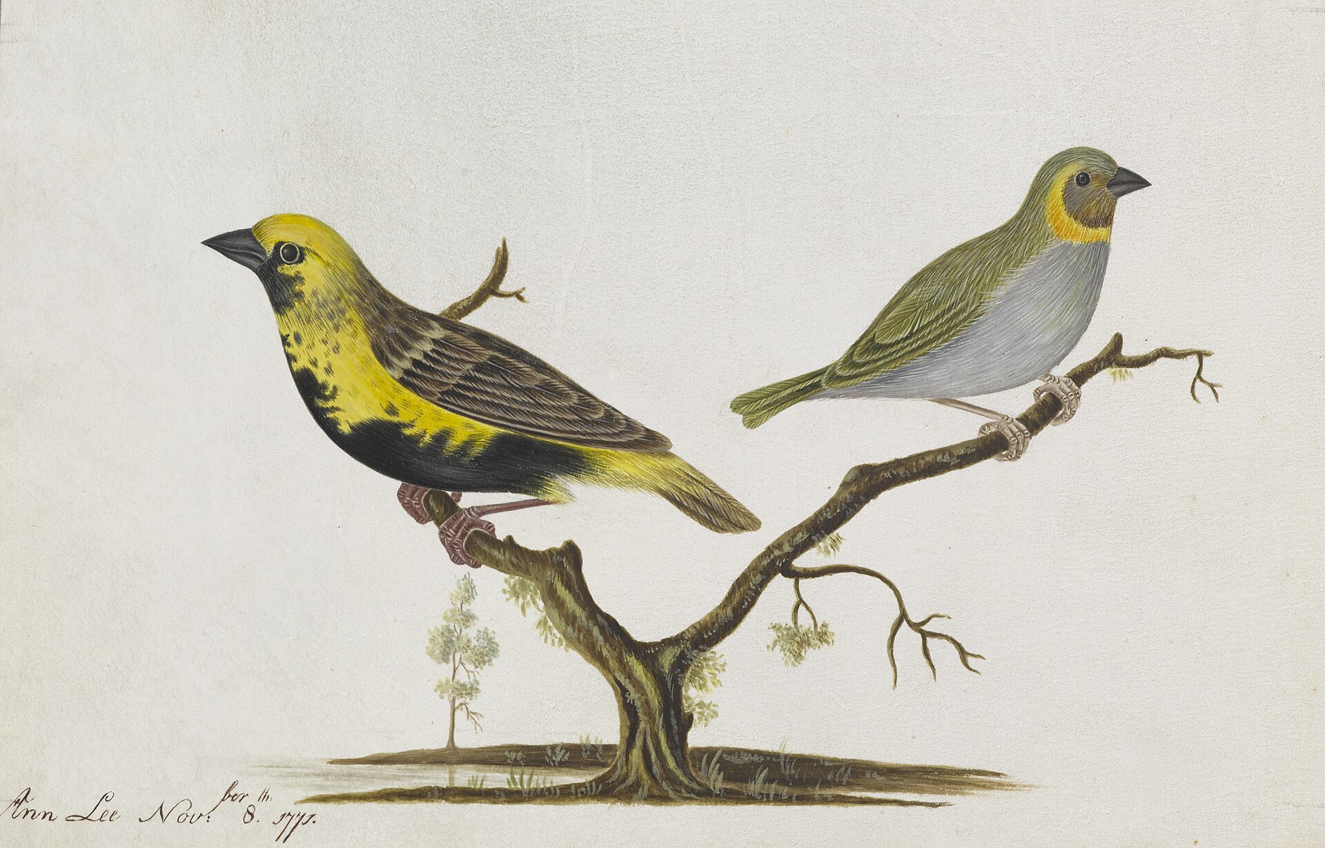 Yellow-crowned Bishop (Euplectes afer)