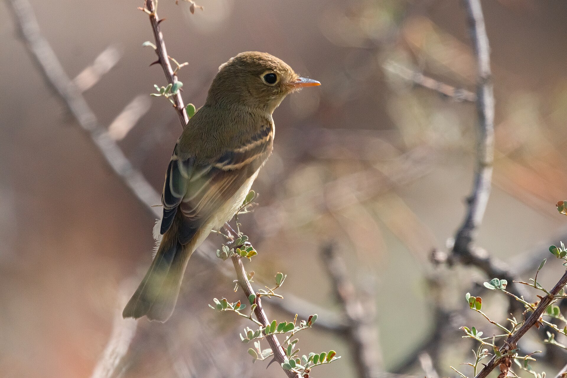 Yellow-eyed Black Flycatcher ()
