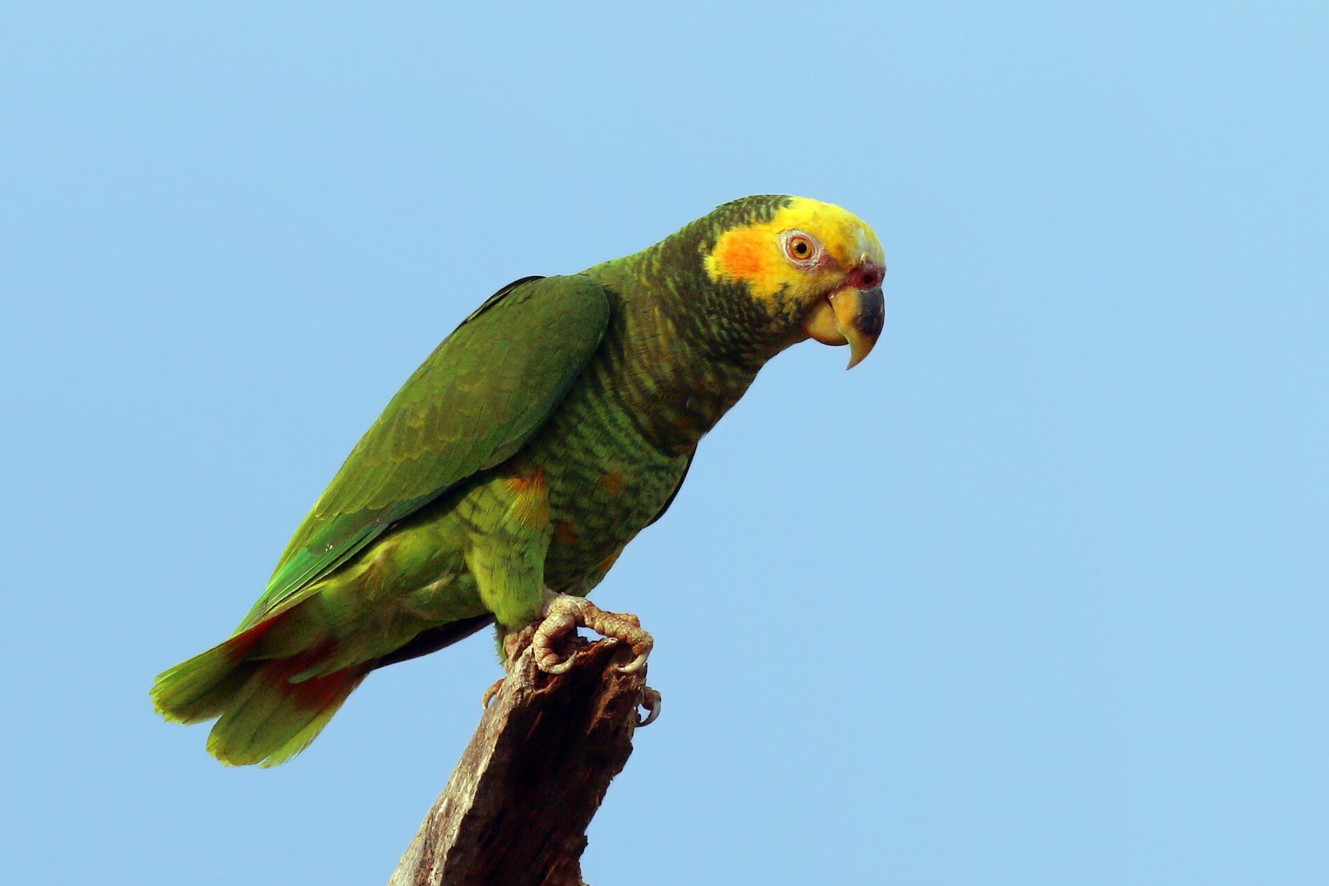 Yellow-faced Parrot (Alipiopsitta xanthops)
