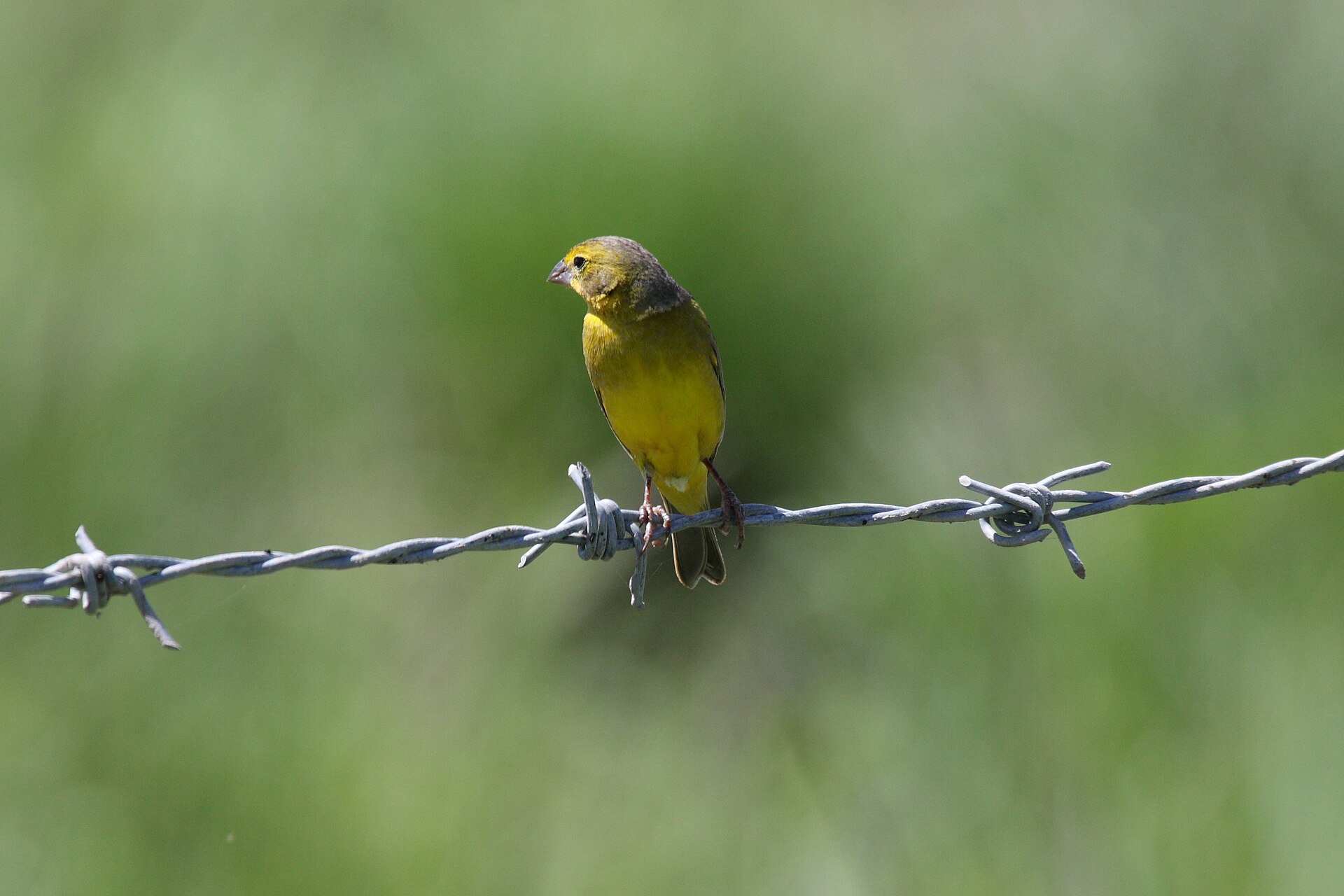 Yellow Finch Yellow Finch (Atlapetes flaviceps)