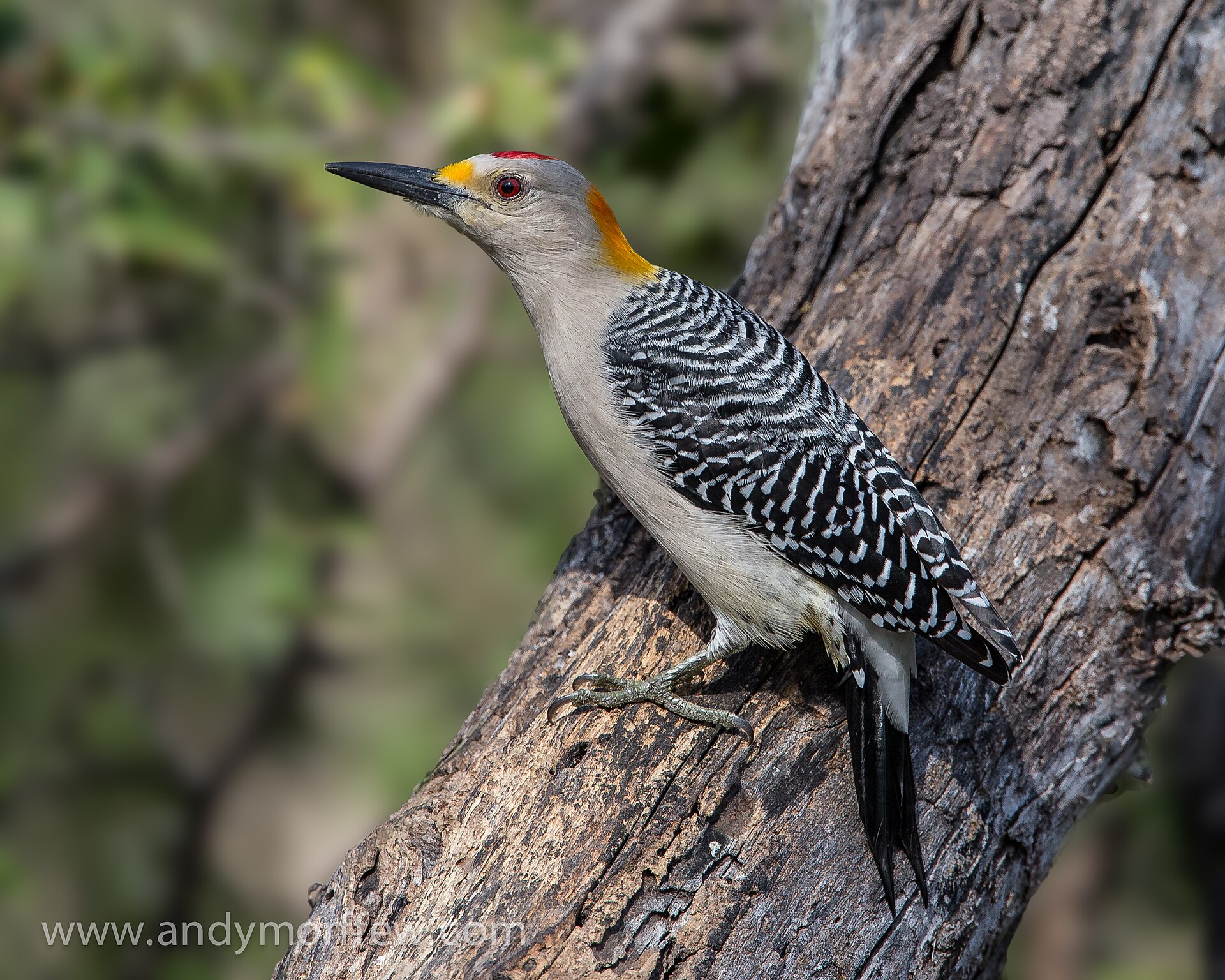 Yellow-Fronted Woodpecker (Melanerpes flavifrons)