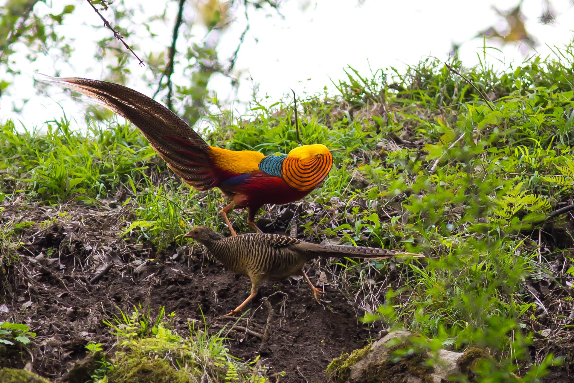 Yellow Golden Pheasant Yellow Golden Pheasant ()