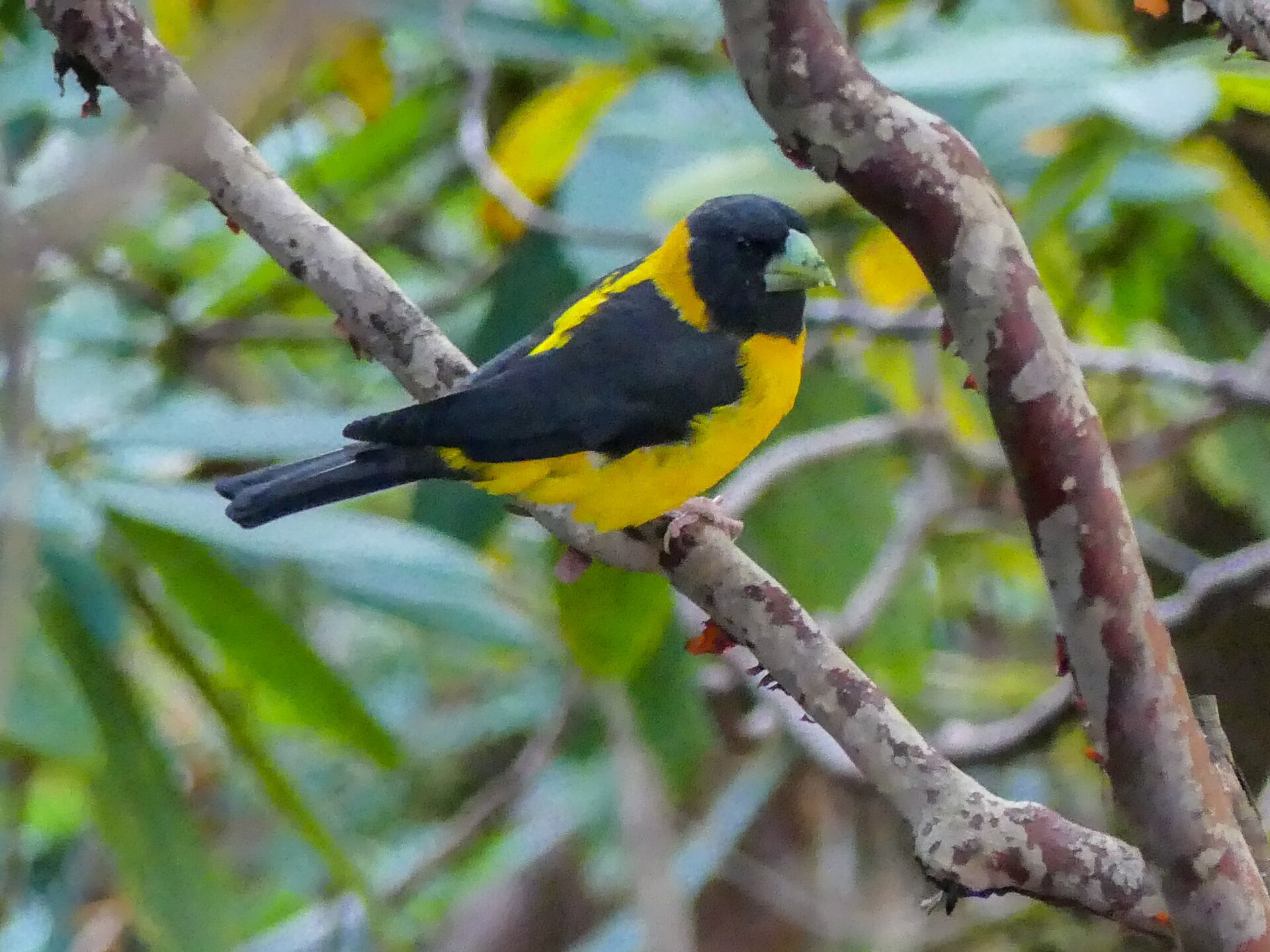 yellow grosbeak