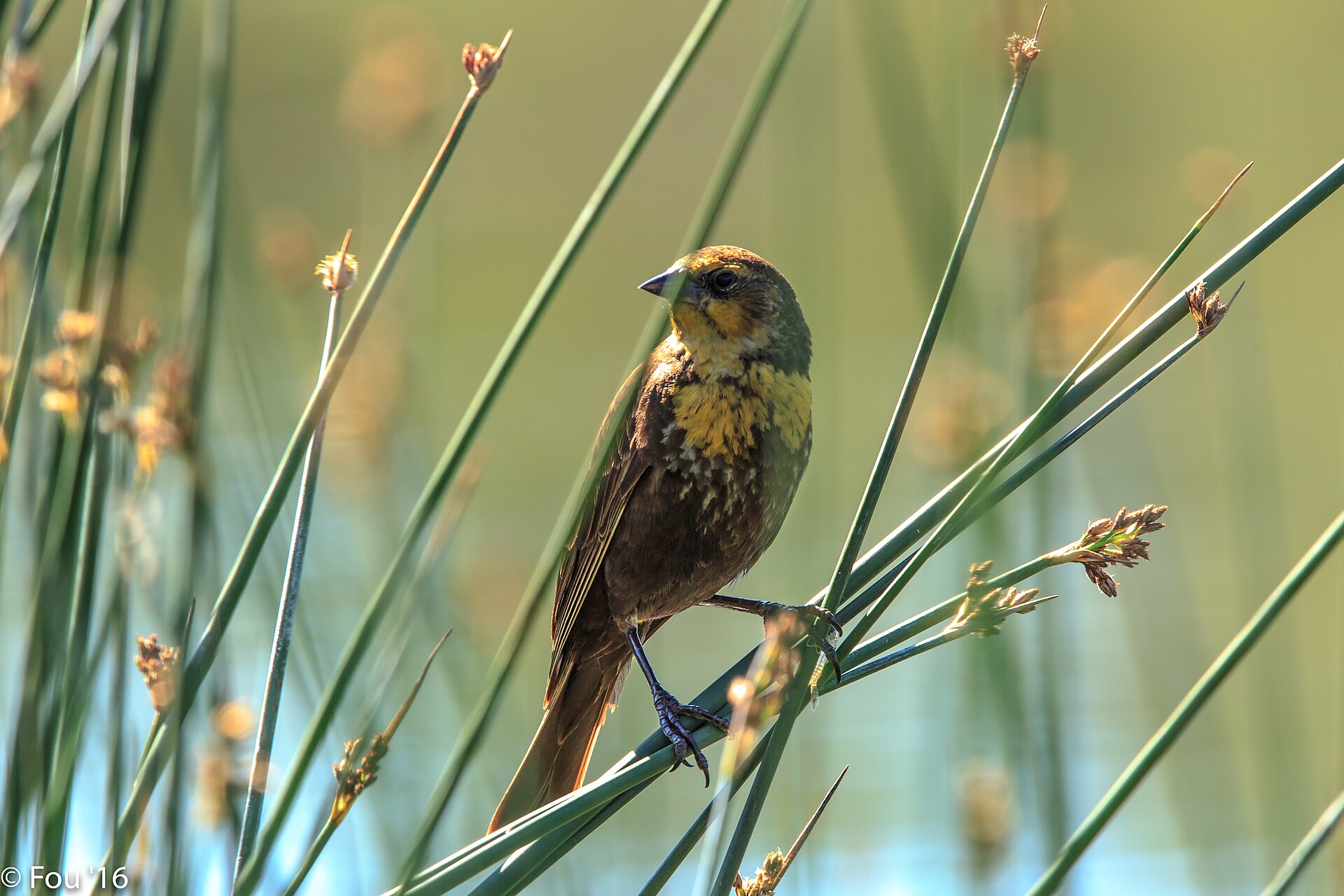 yellow headed blackbird