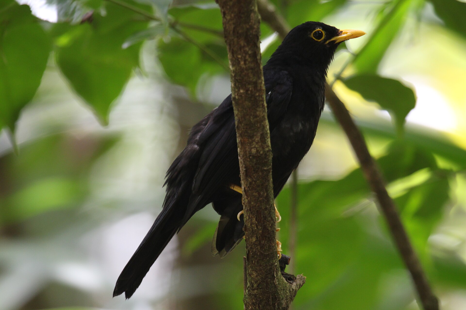 Yellow-legged Thrush (Platycichla flavipes)