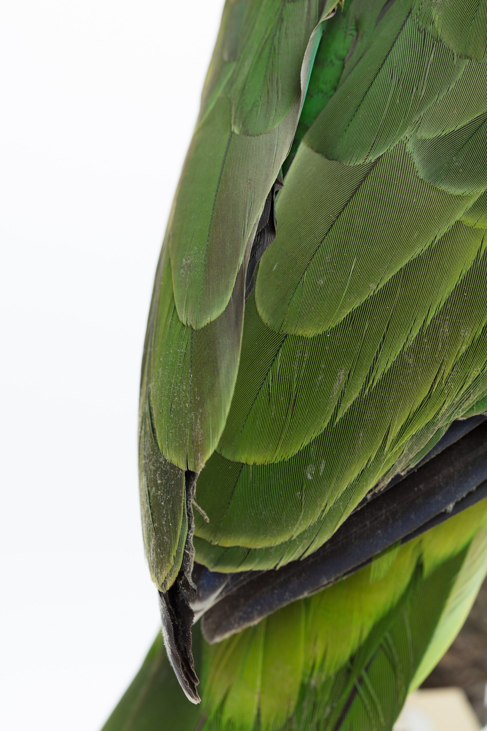 Yellow-naped Parrot (Amazona auropalliata)
