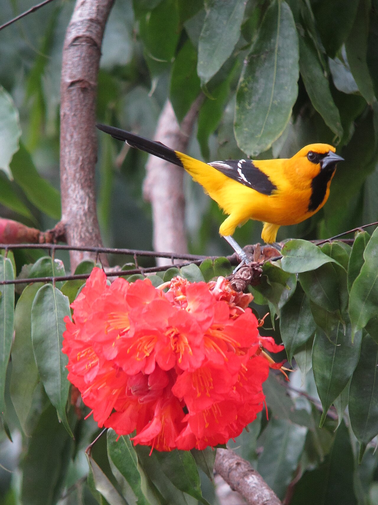 Yellow Oriole ()