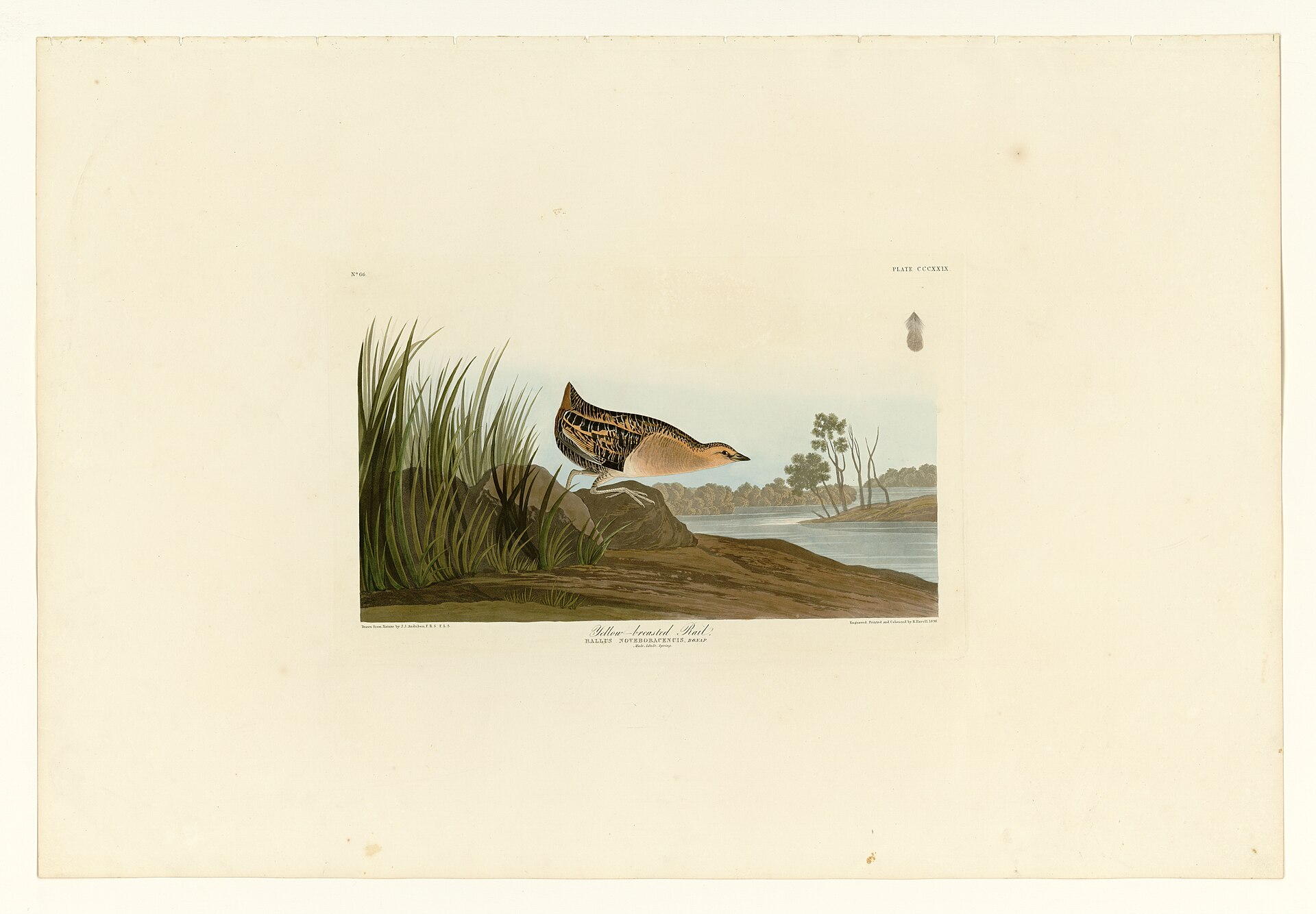 Yellow Rail (Coturnicops noveboracensis)